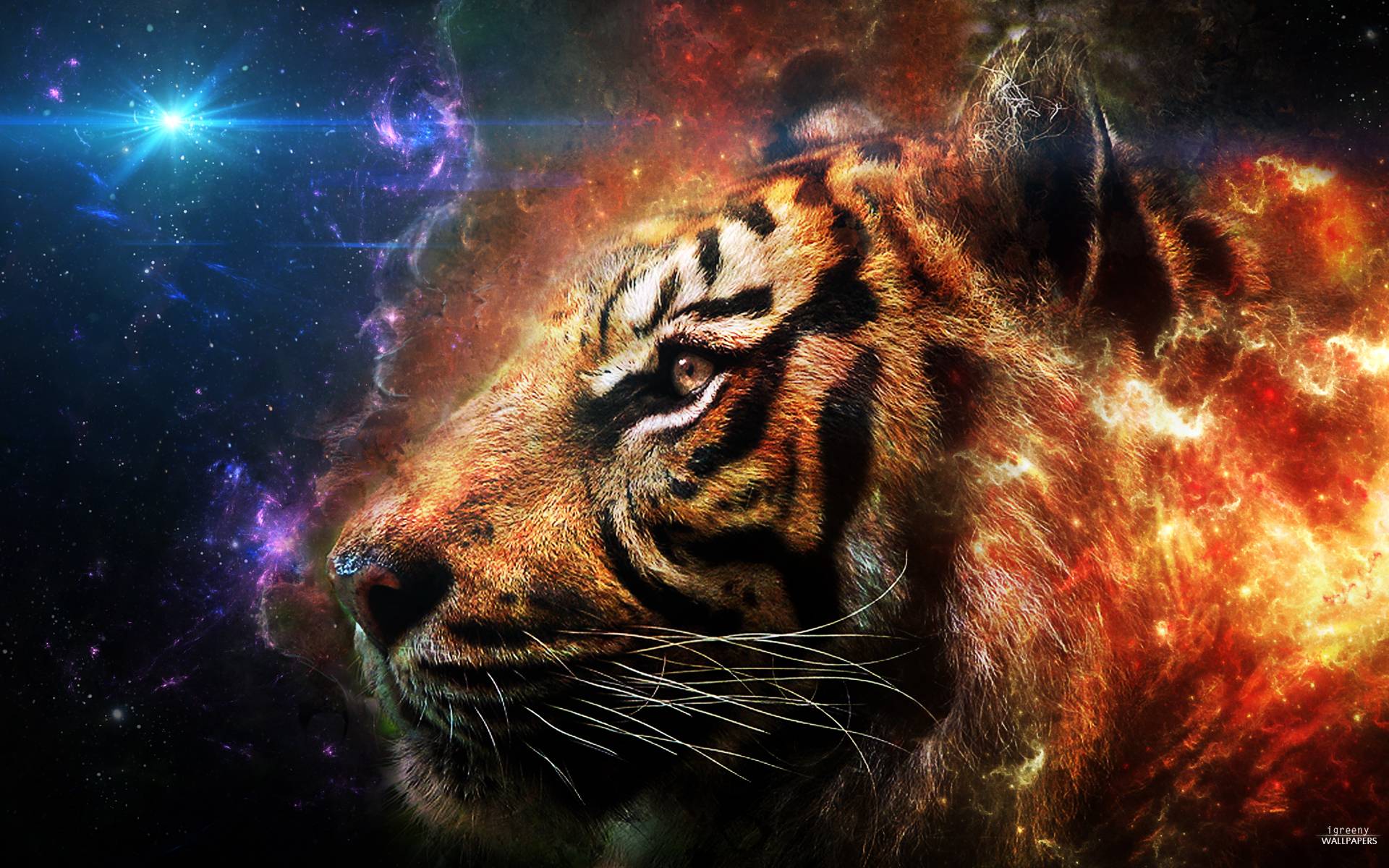 Cool TigersWallpapers