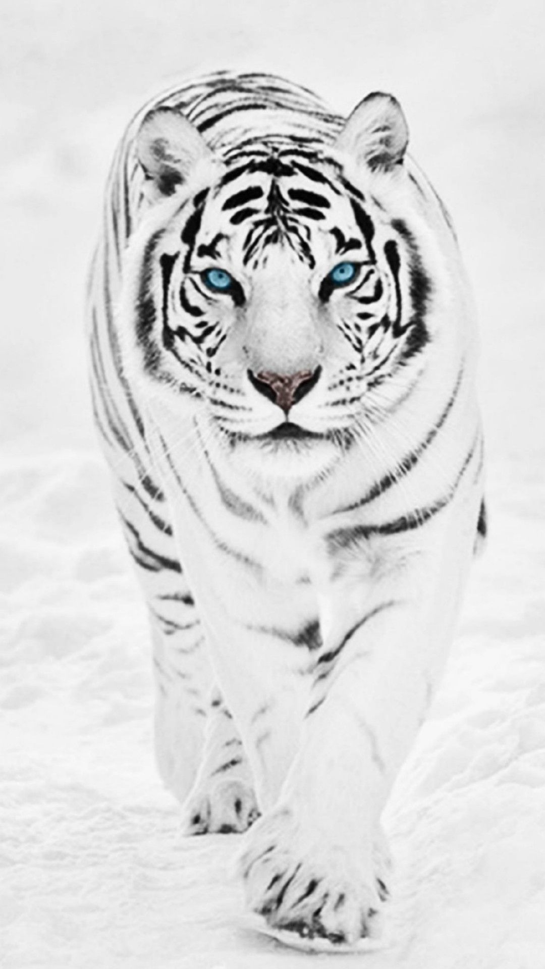 Cool White Wallpapers