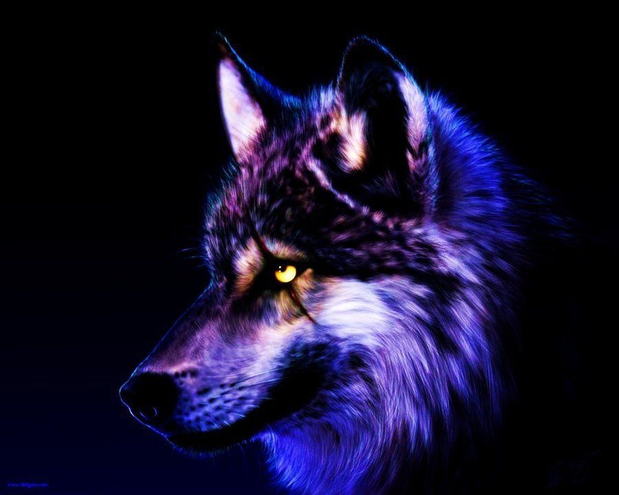 Cool Wolf Desktop Wallpapers