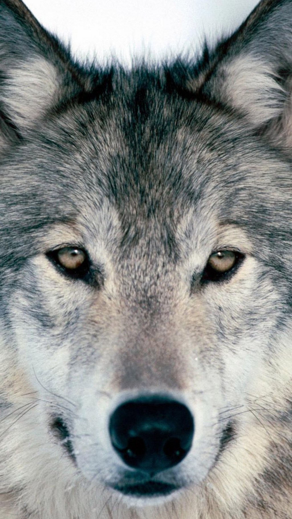 Cool Wolf Phone Wallpapers