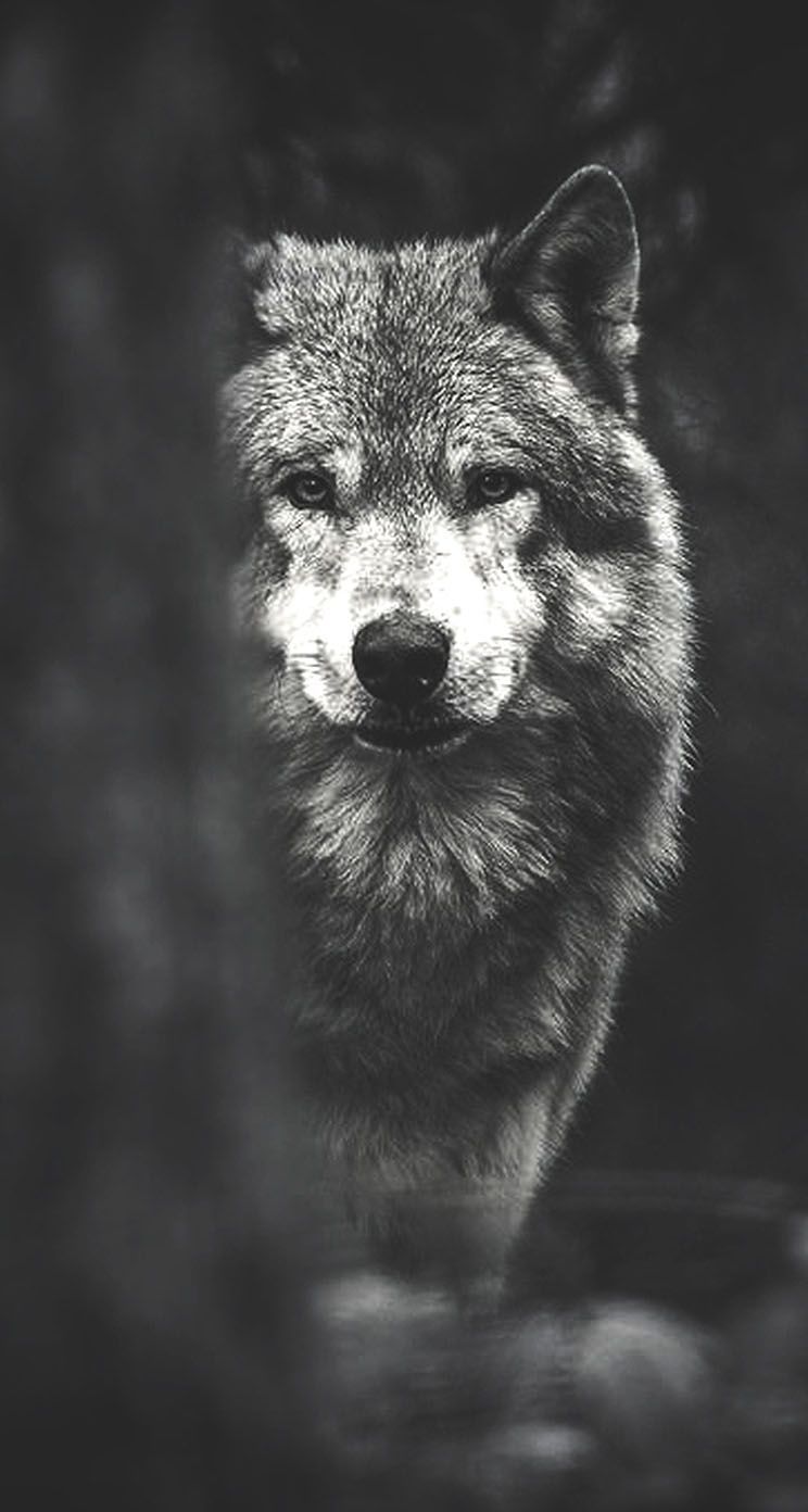 Cool Wolf PhoneWallpapers