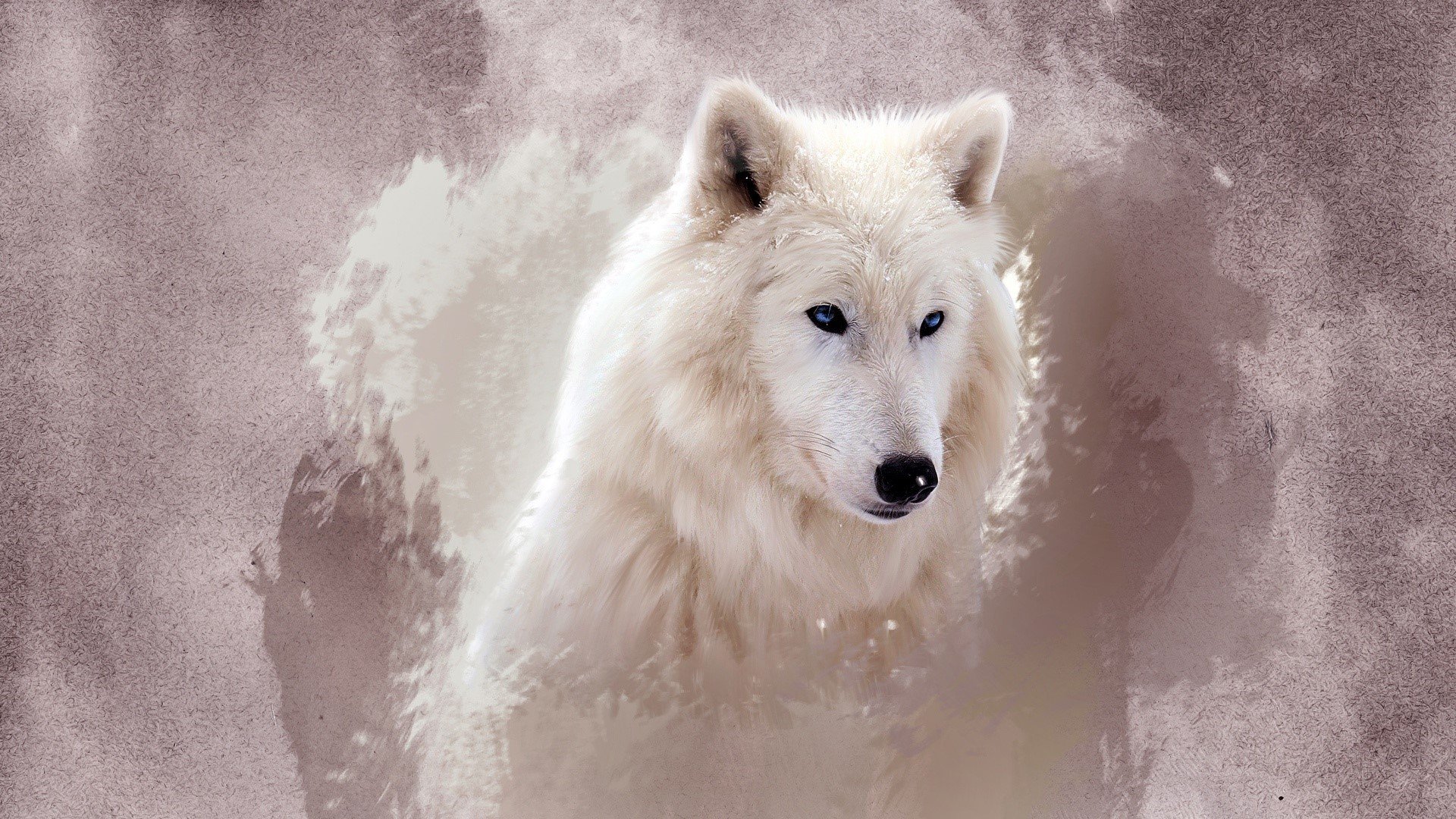 Cool WolfWallpapers