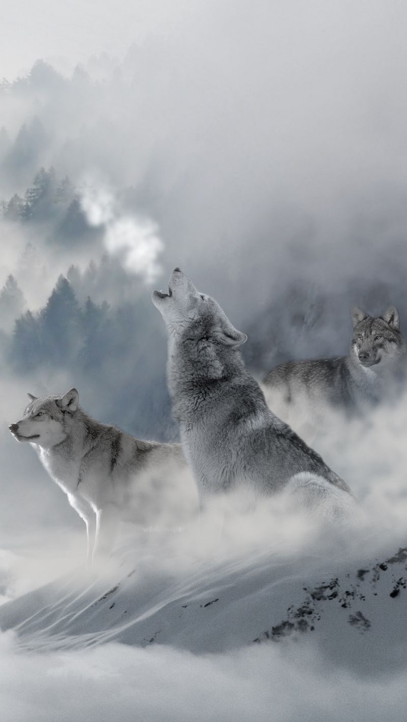 Cool Wolves IphoneWallpapers