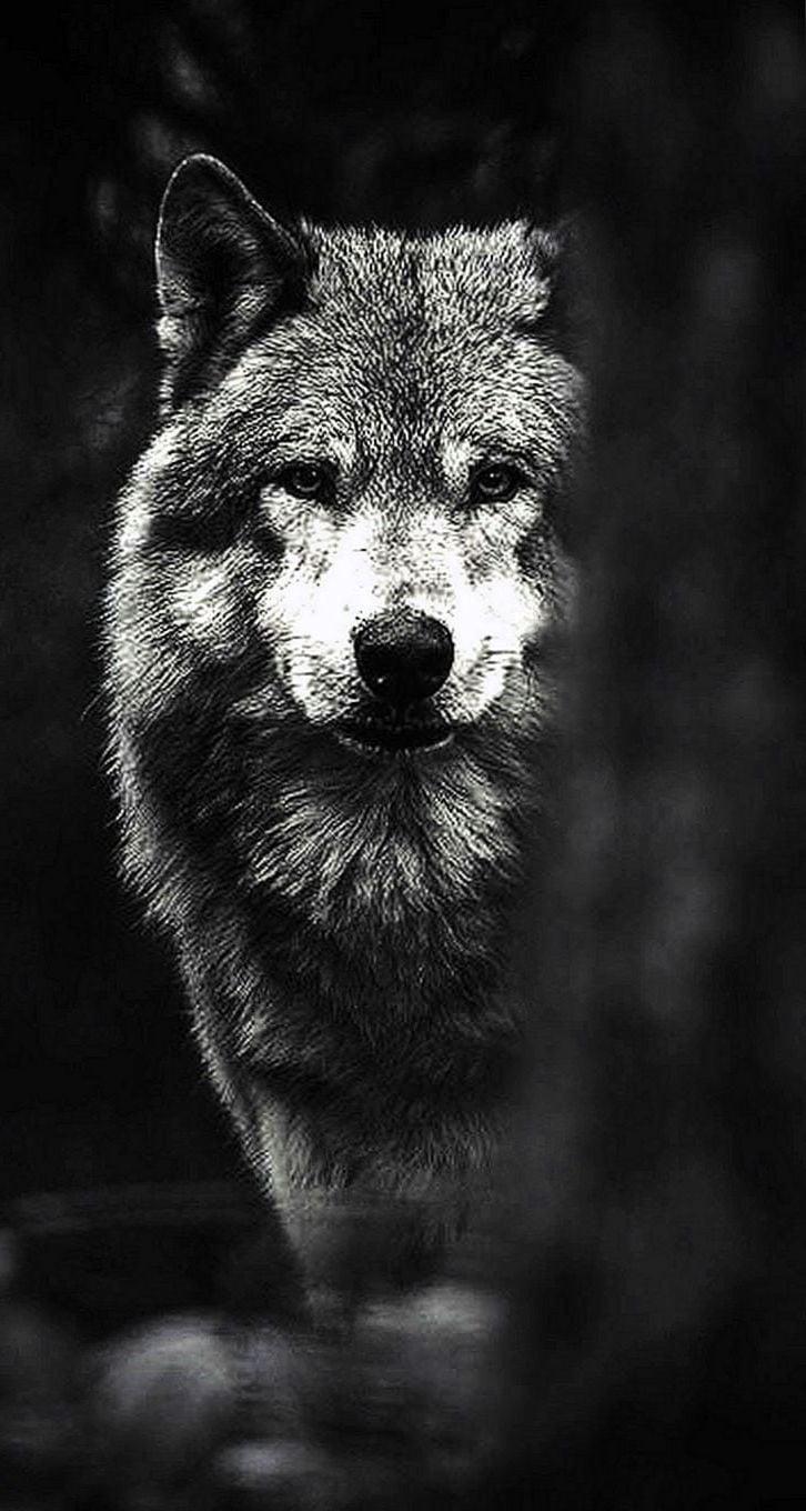 Cool Wolves IphoneWallpapers