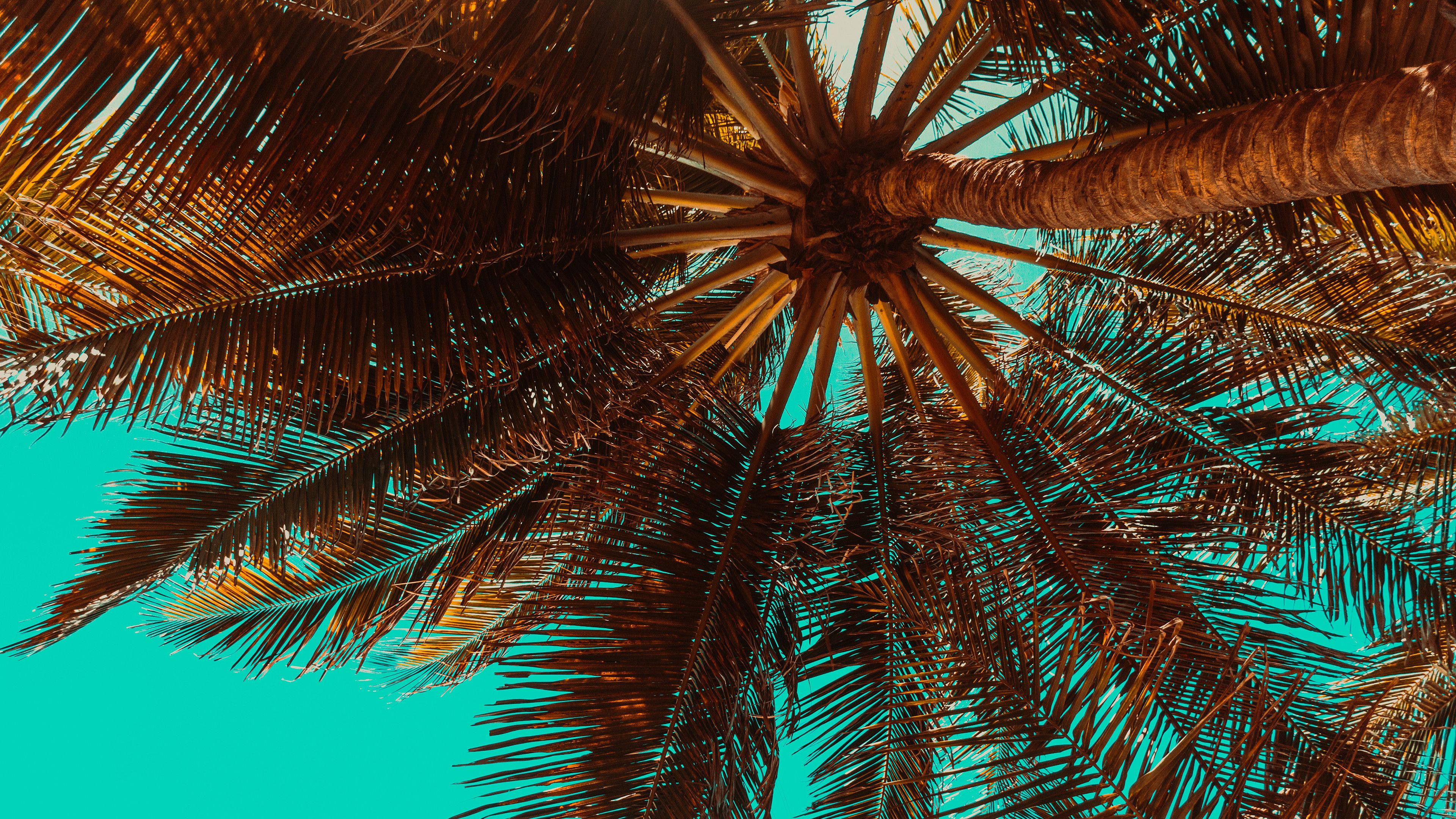 Retrowave Palm TreesWallpapers
