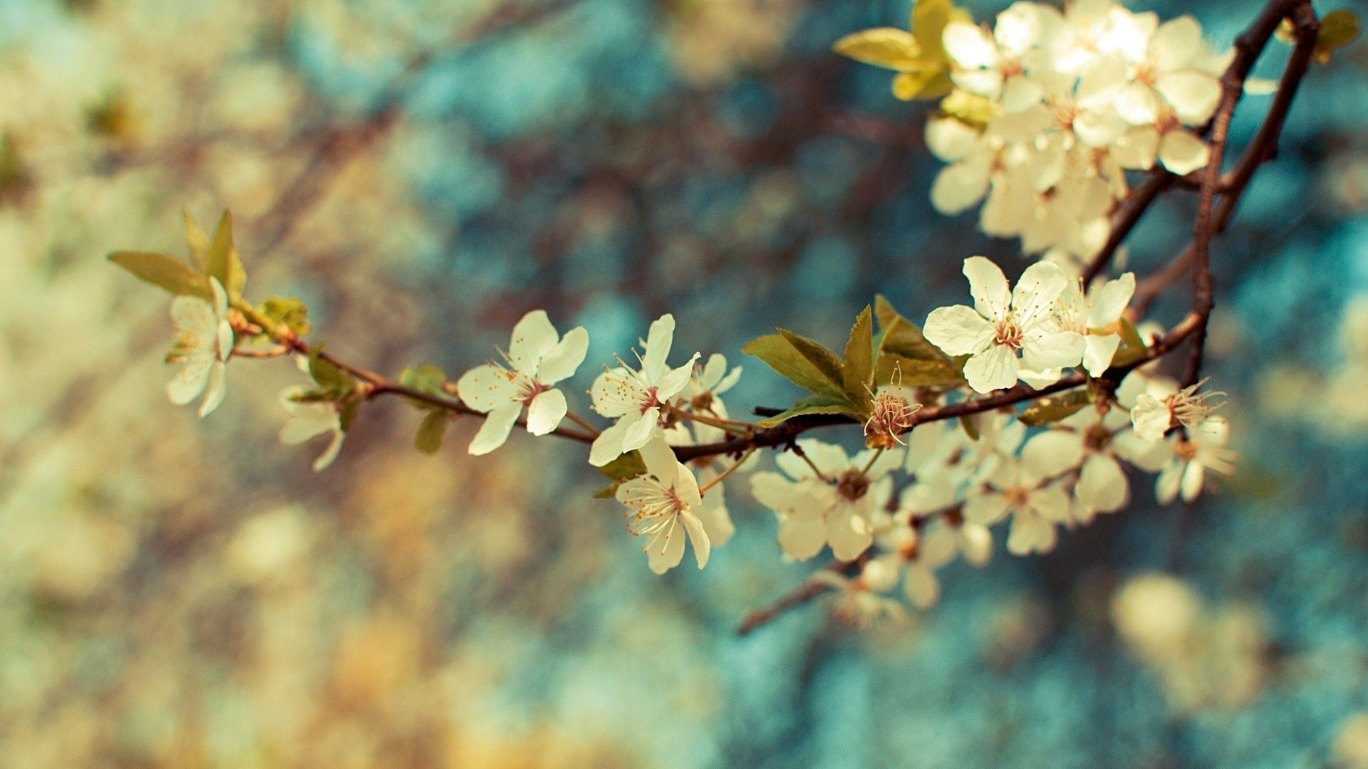 Vintage Spring Backgrounds