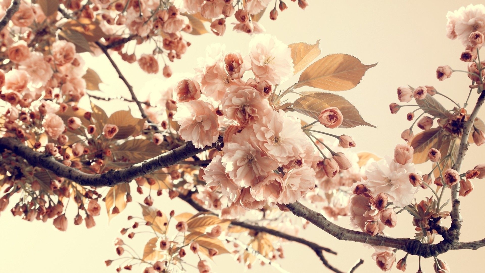 Vintage Spring Backgrounds