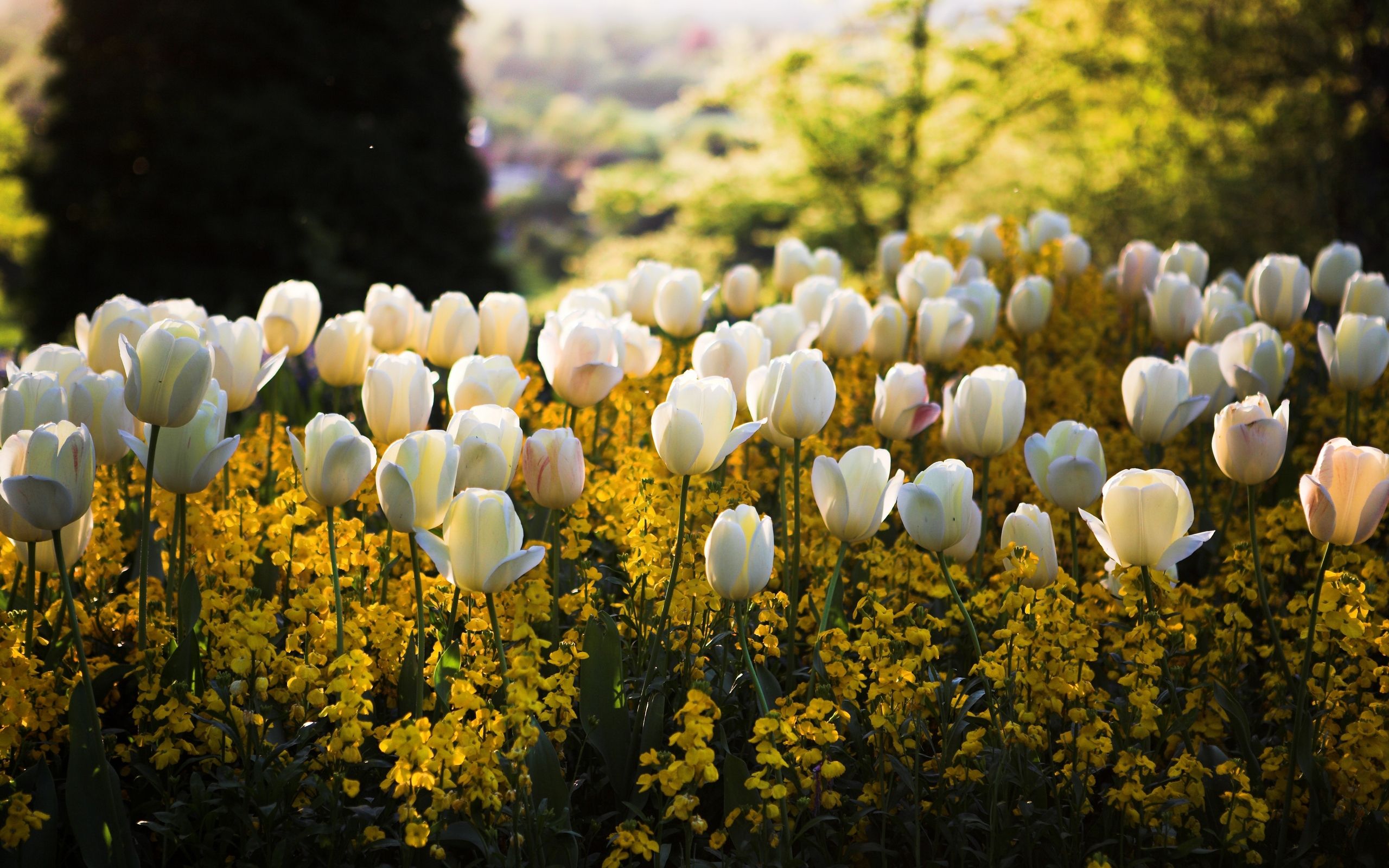 Vintage Spring Backgrounds