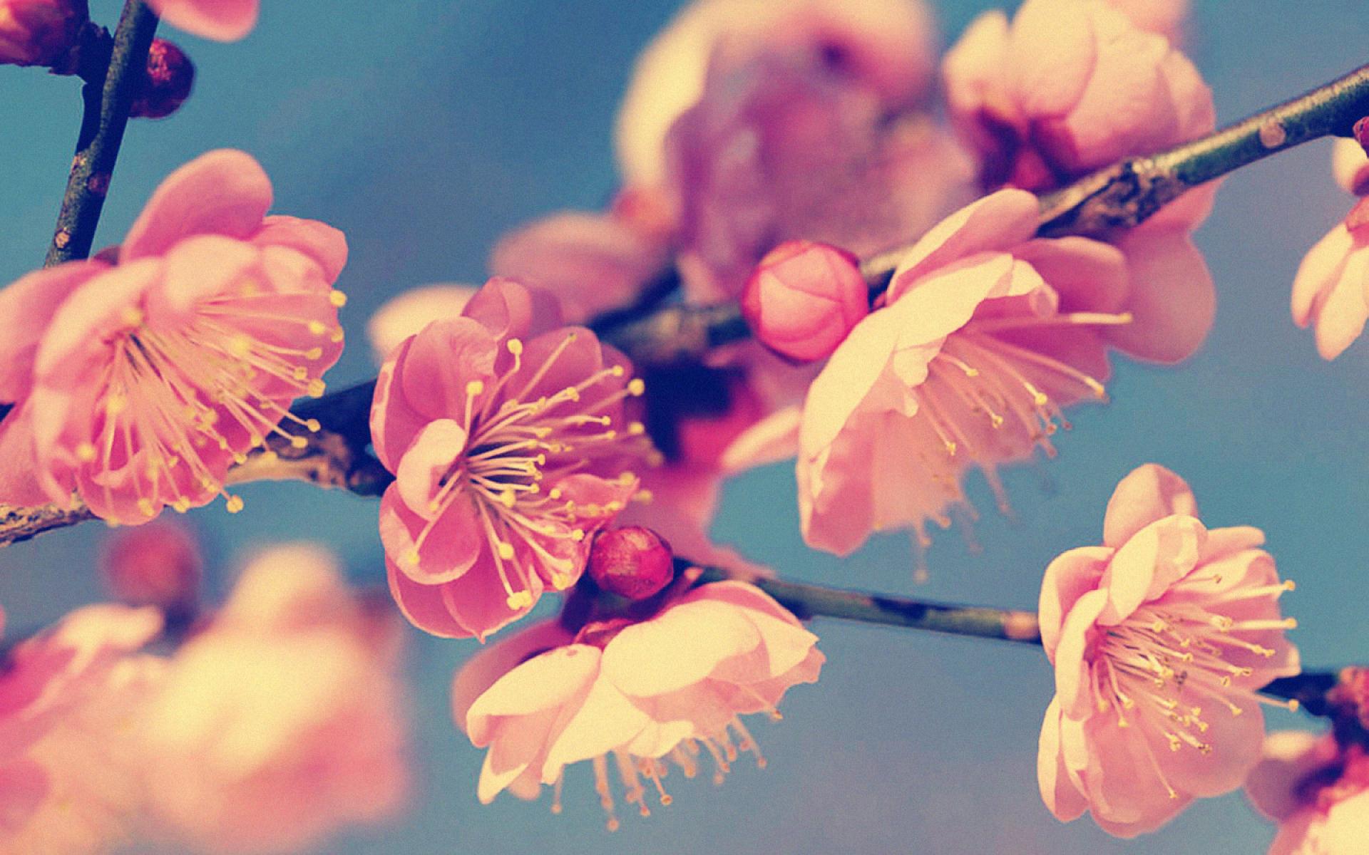 Vintage Spring Backgrounds