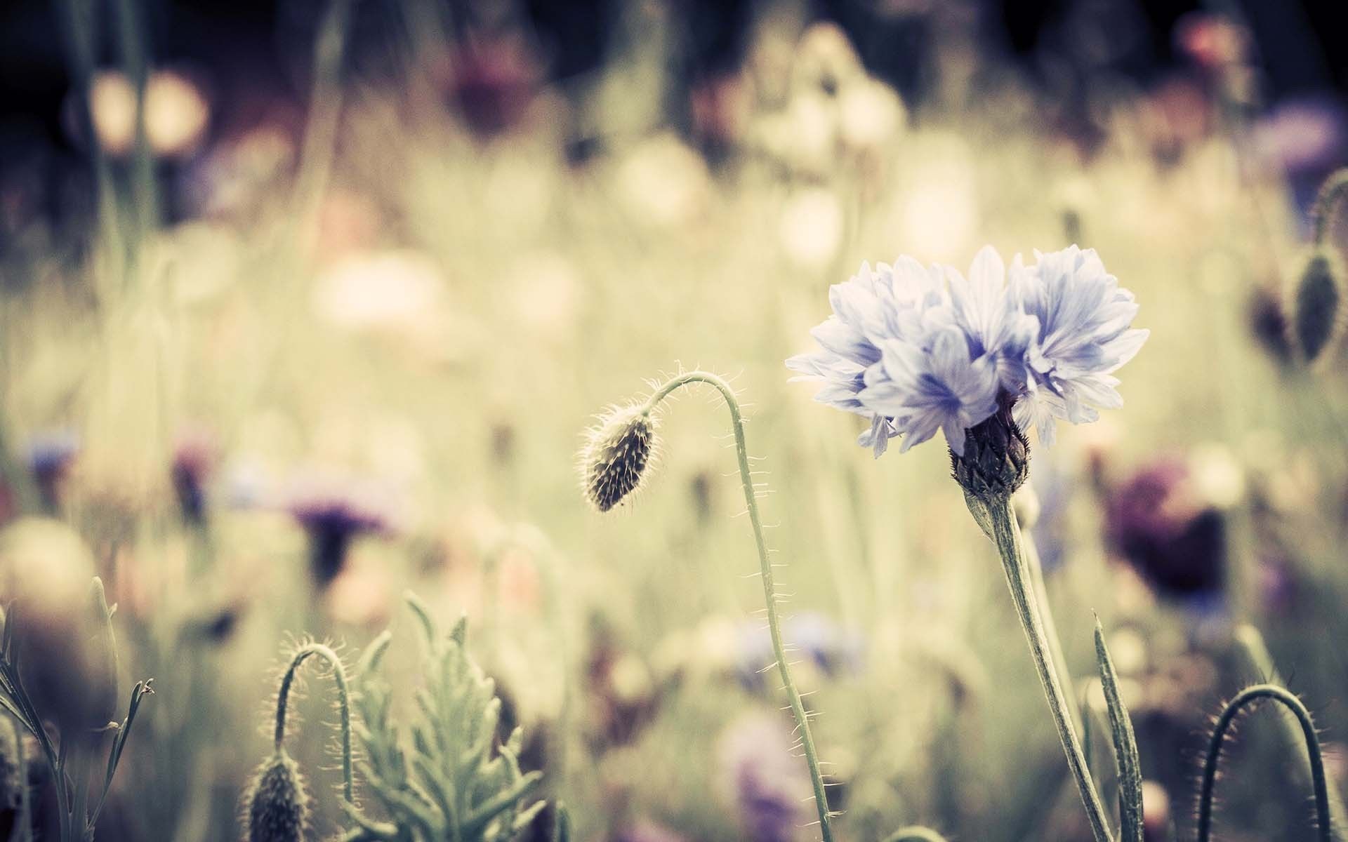 Vintage Spring Backgrounds