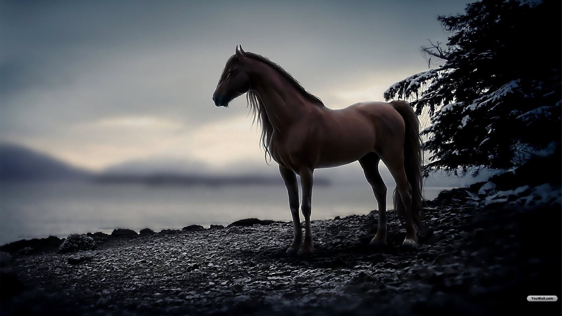 1920X1080 Horse Wallpapers