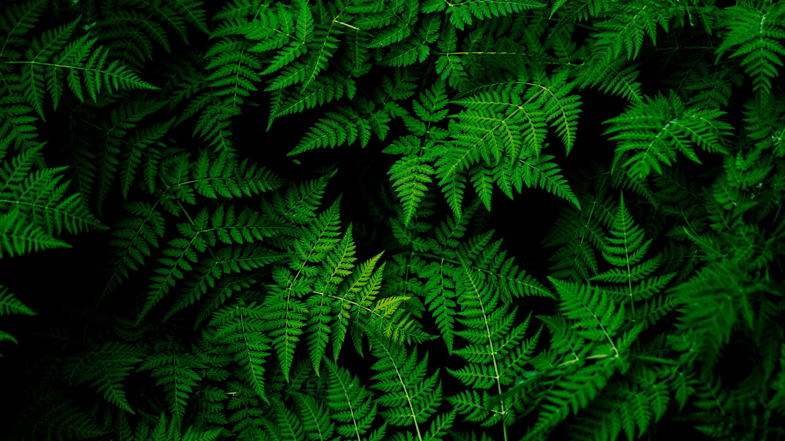 2560X1440 Green Wallpapers