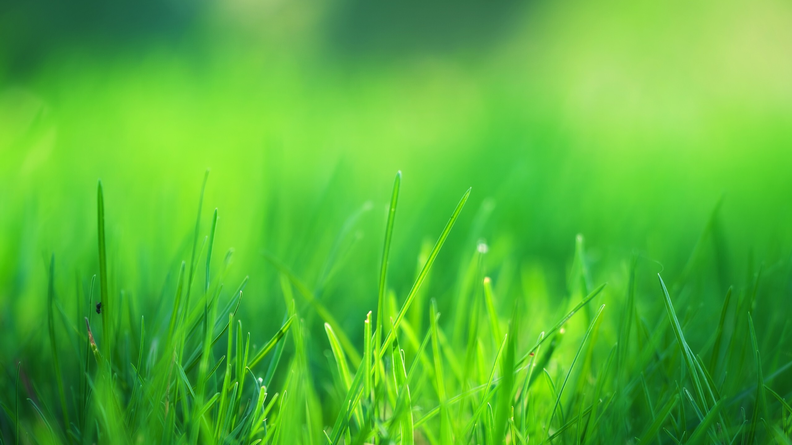 2560X1440 Green Wallpapers