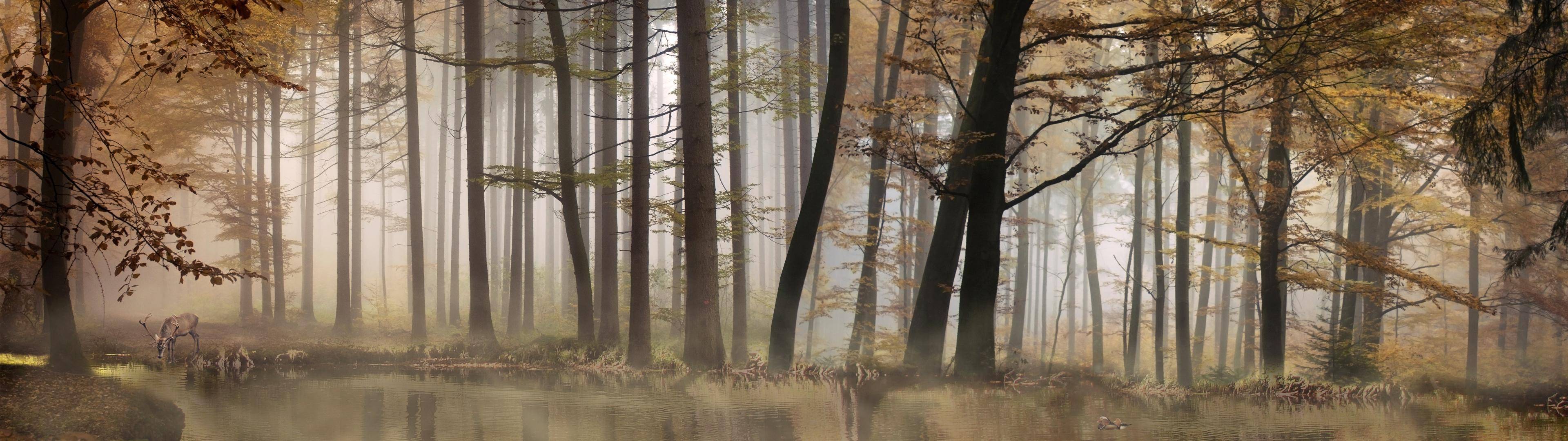 3840X1080 Forest Wallpapers