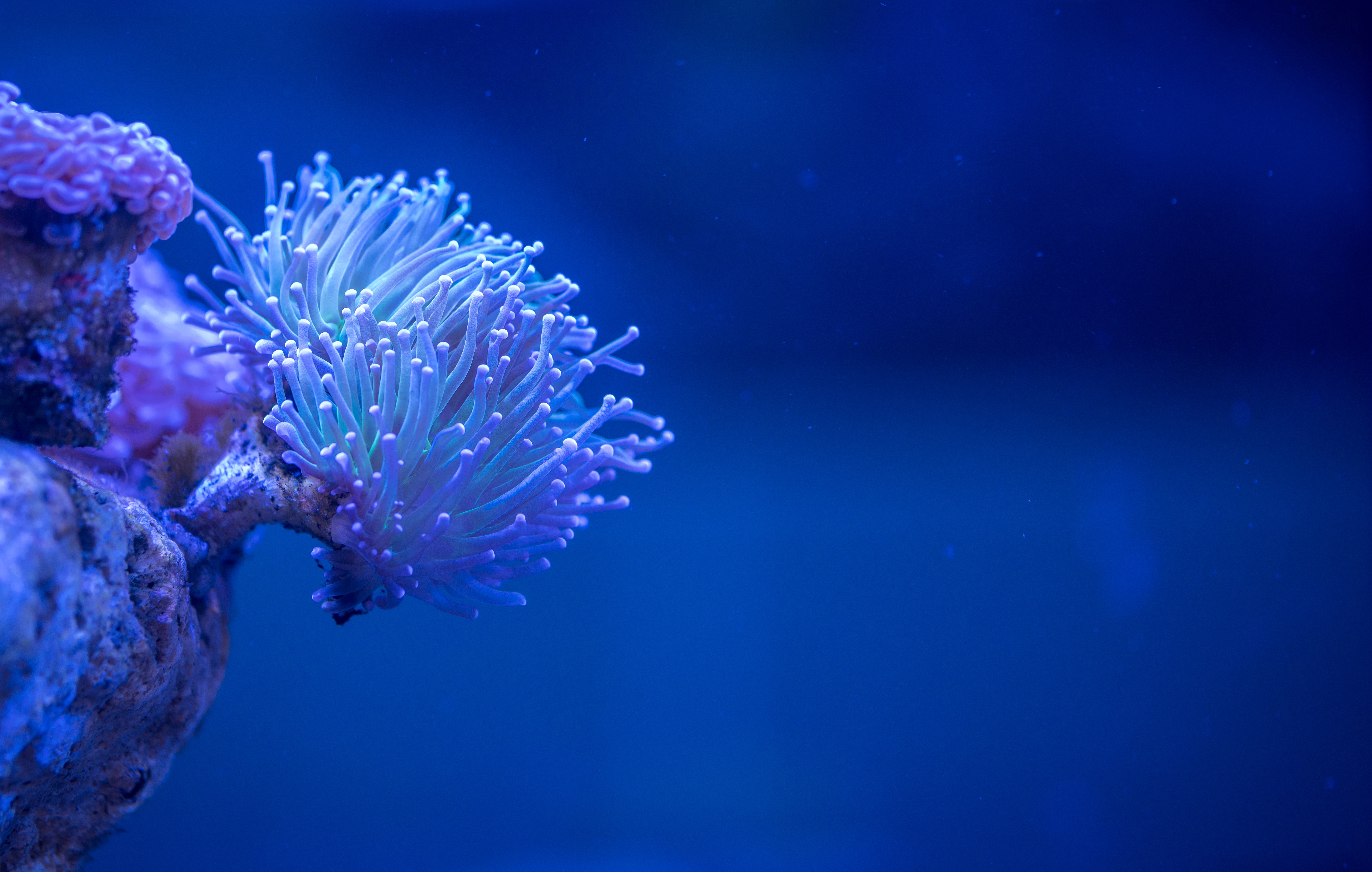 4K Coral Wallpapers