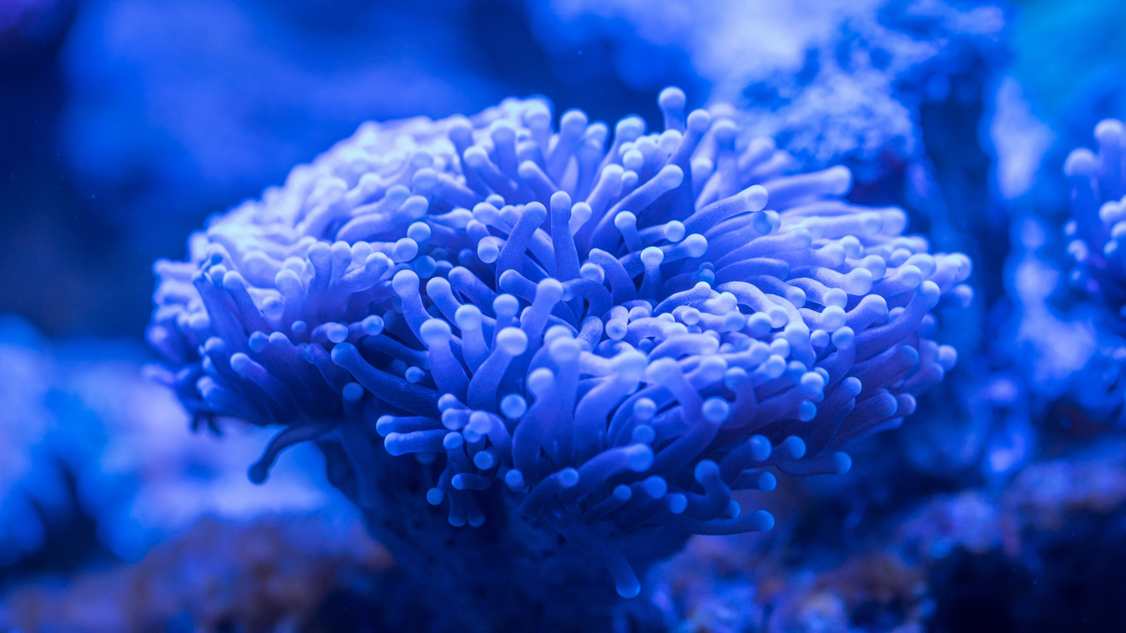 4K Coral Wallpapers