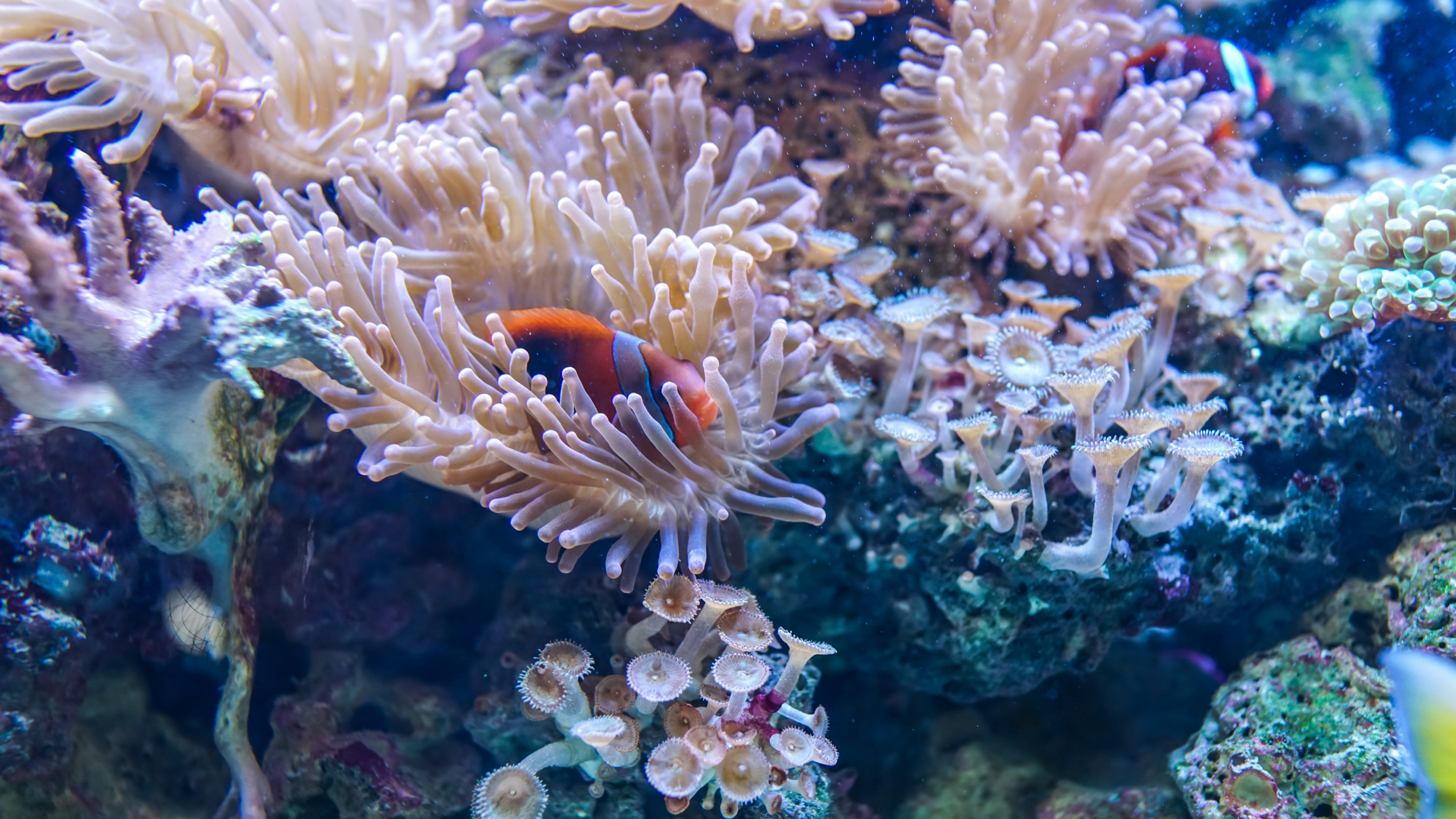 4K Coral Wallpapers