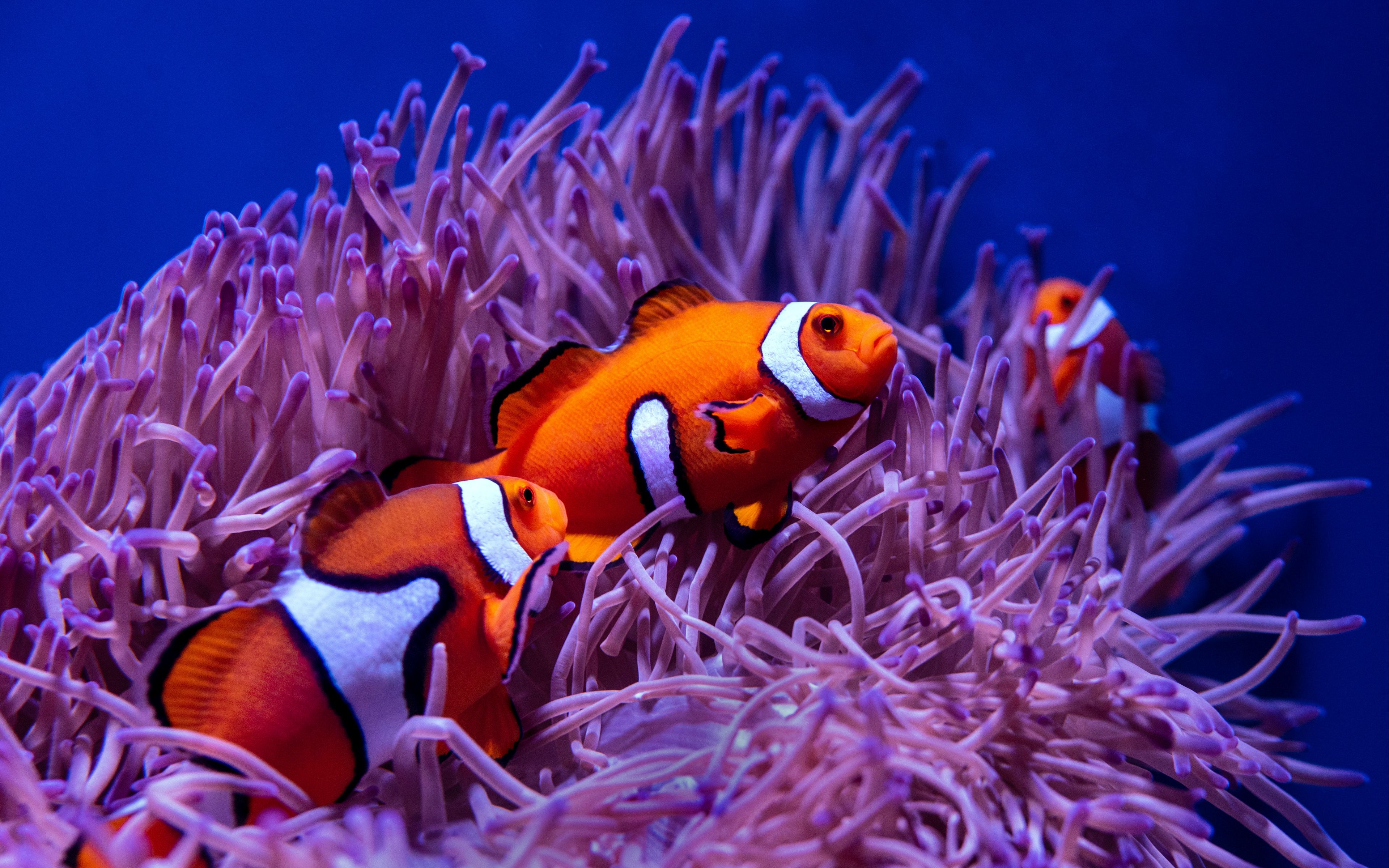 4K Coral Wallpapers