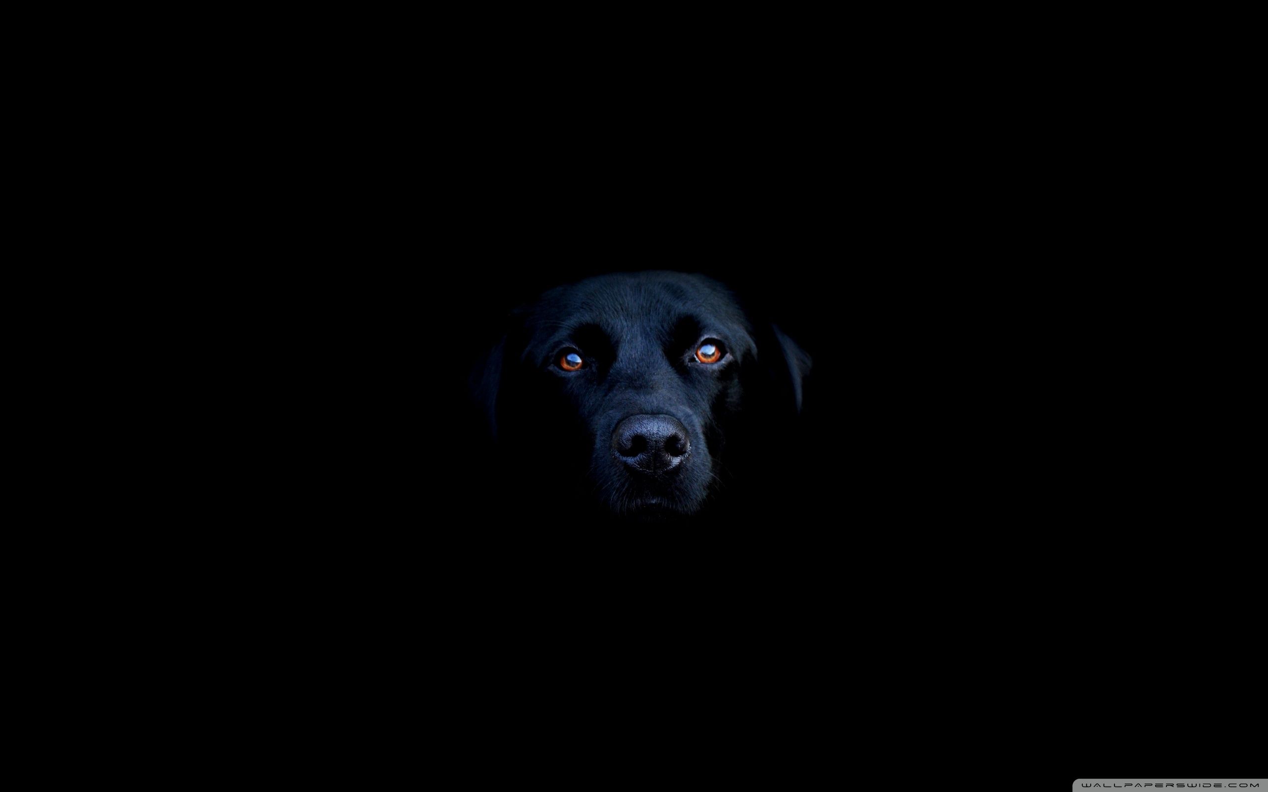 4K Dog Wallpapers