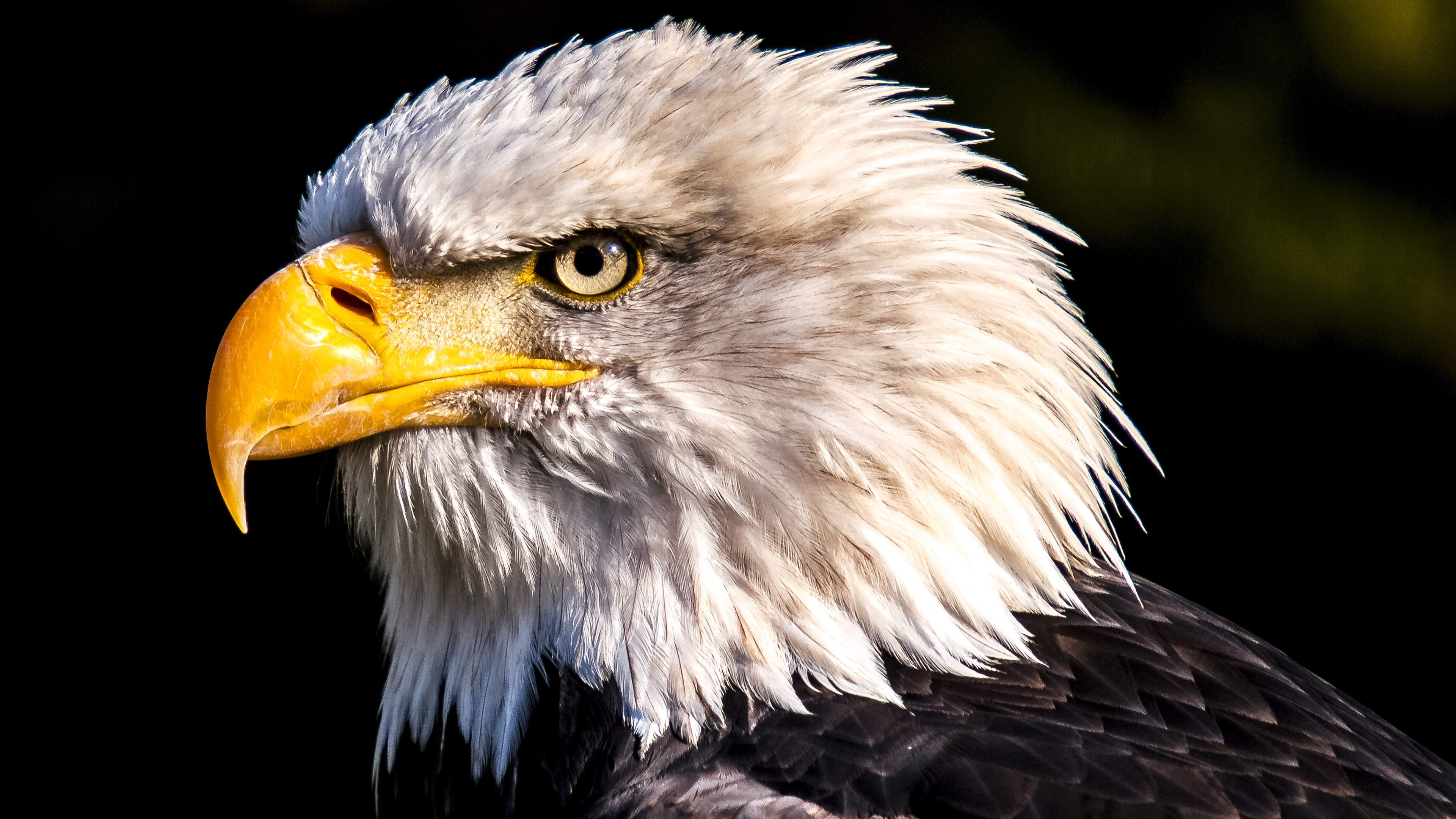 4K Eagle Wallpapers