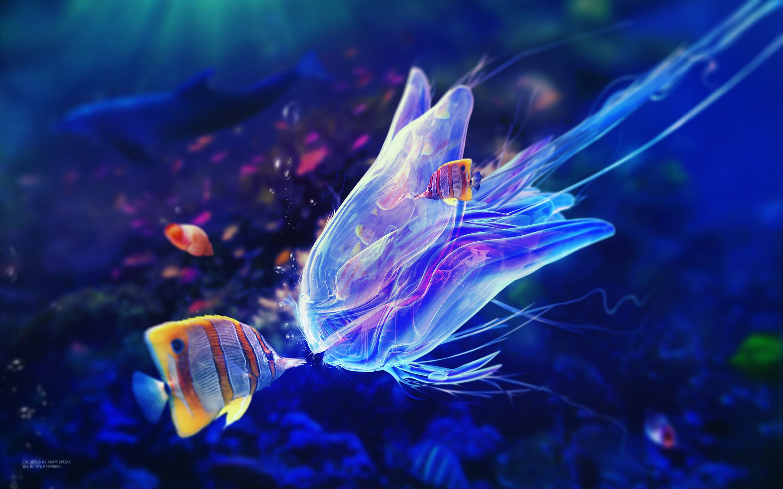 4K Fish Wallpapers