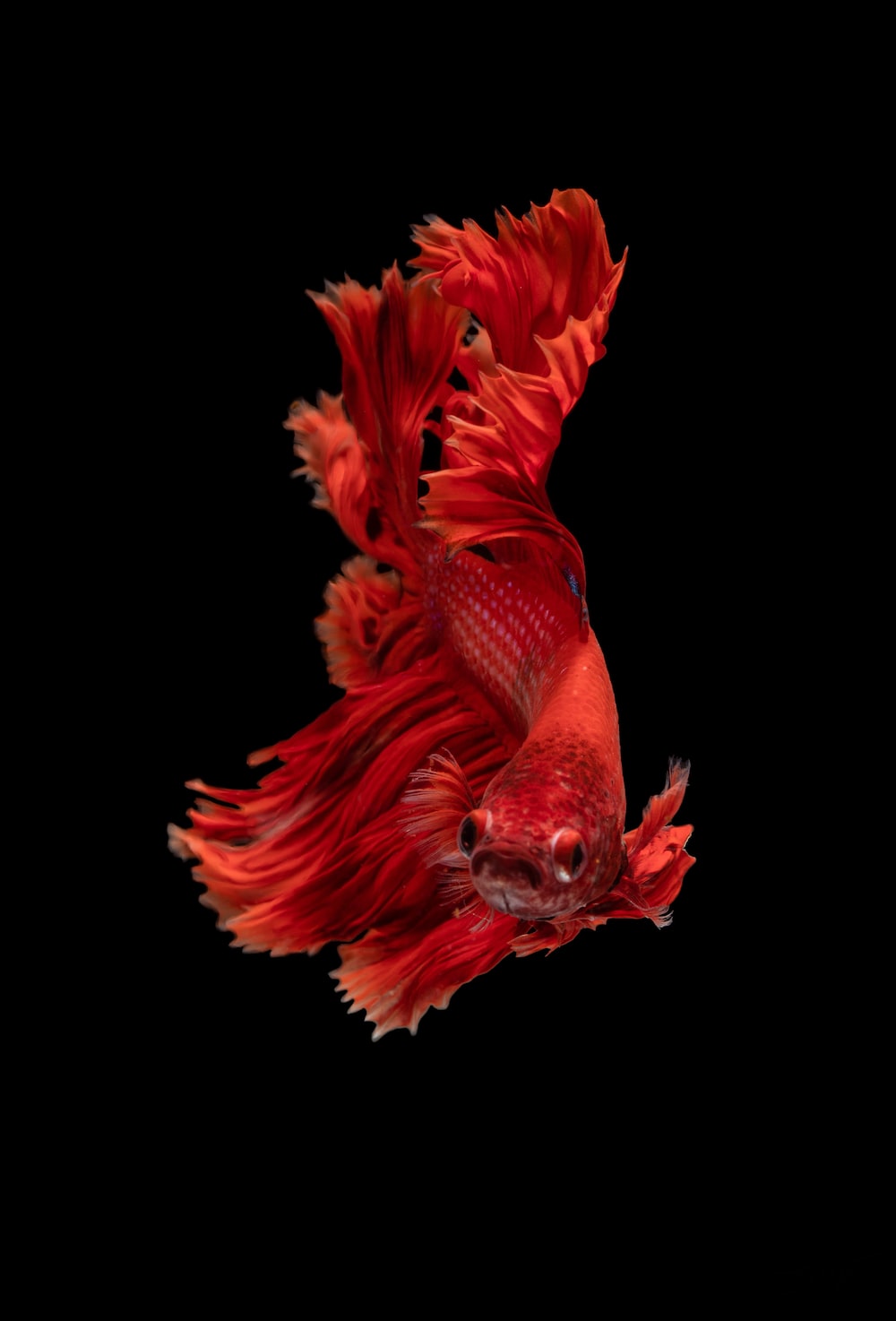 4K Fish Wallpapers