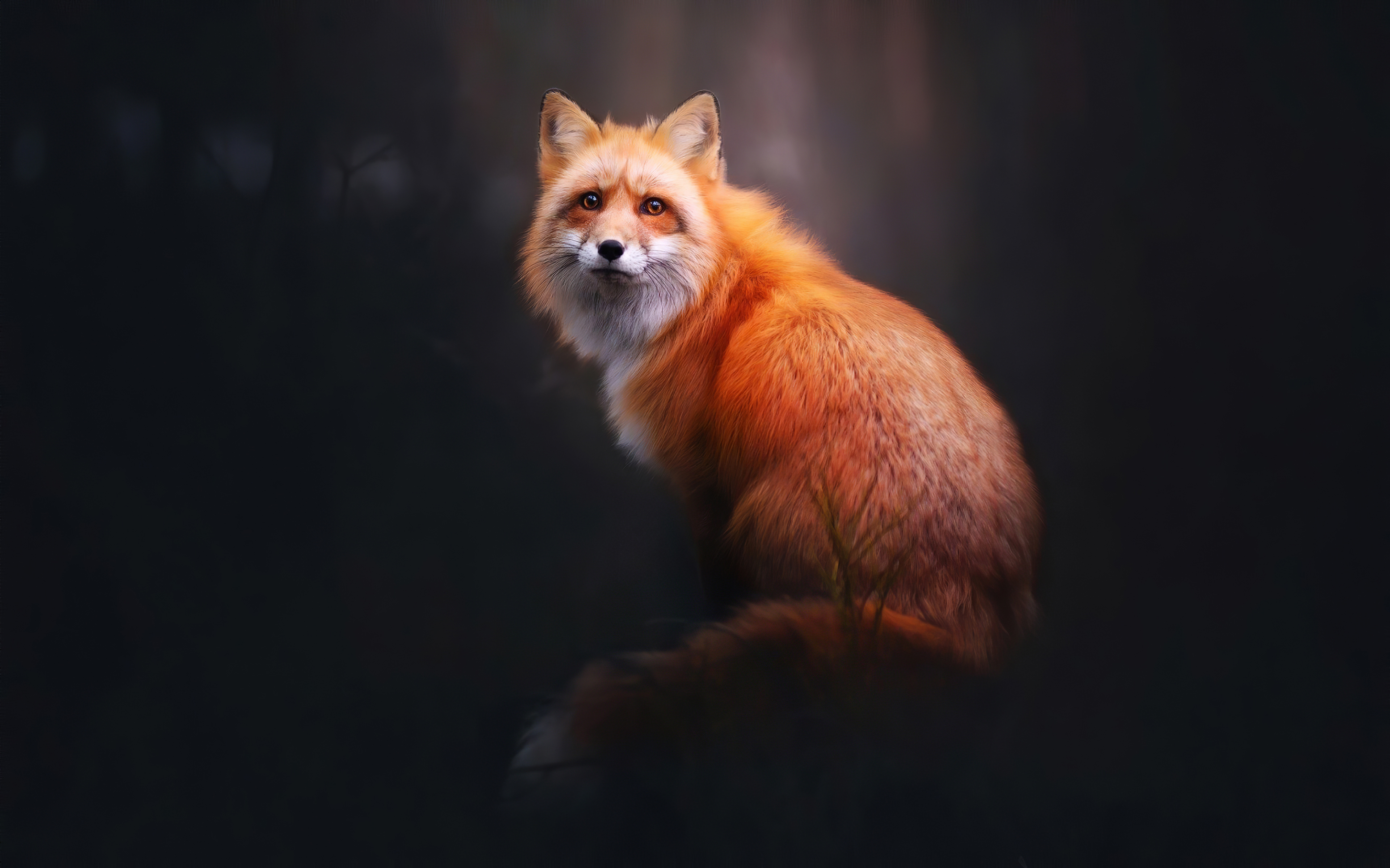 4K Fox Wallpapers