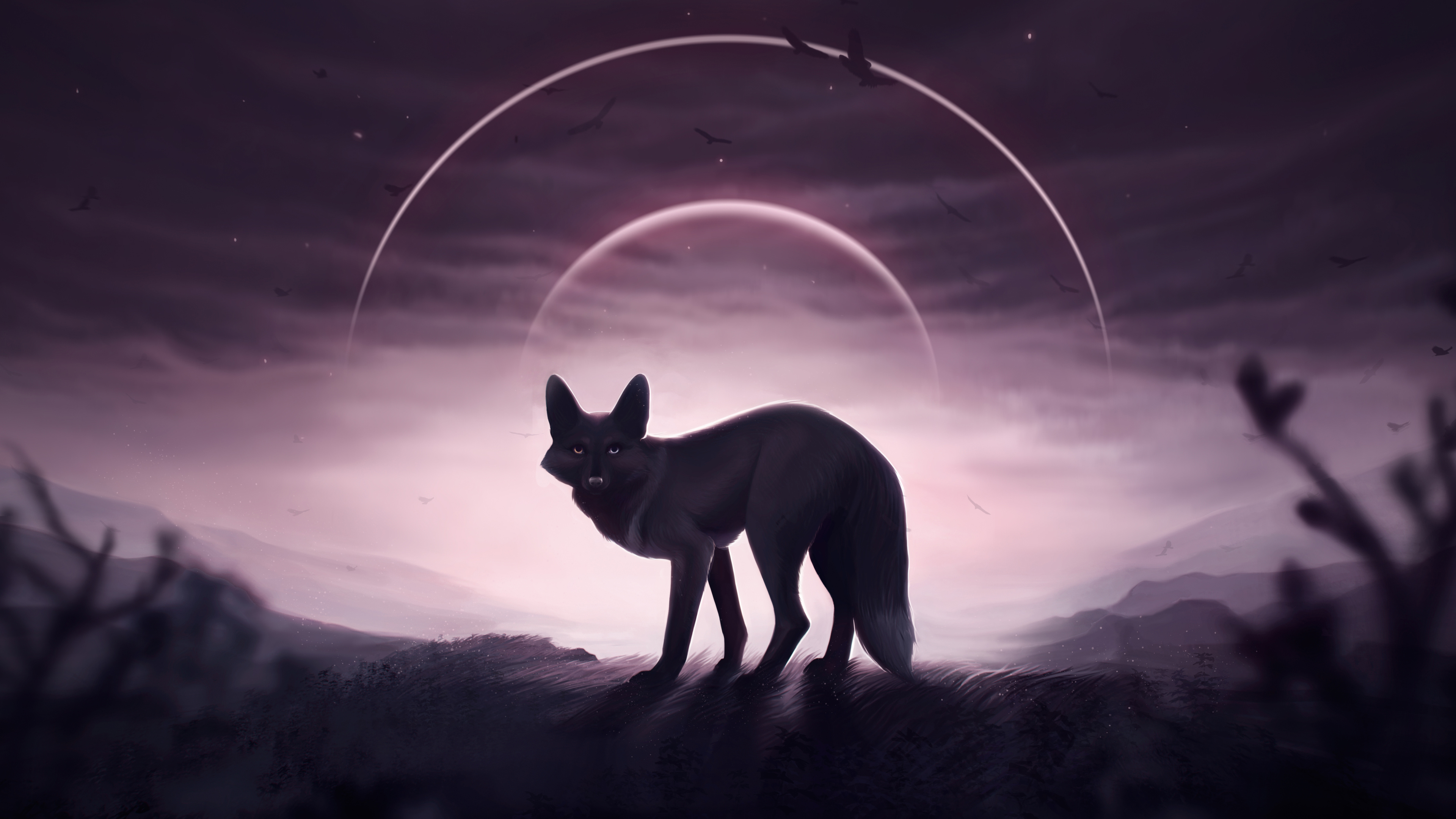 4K Fox Wallpapers