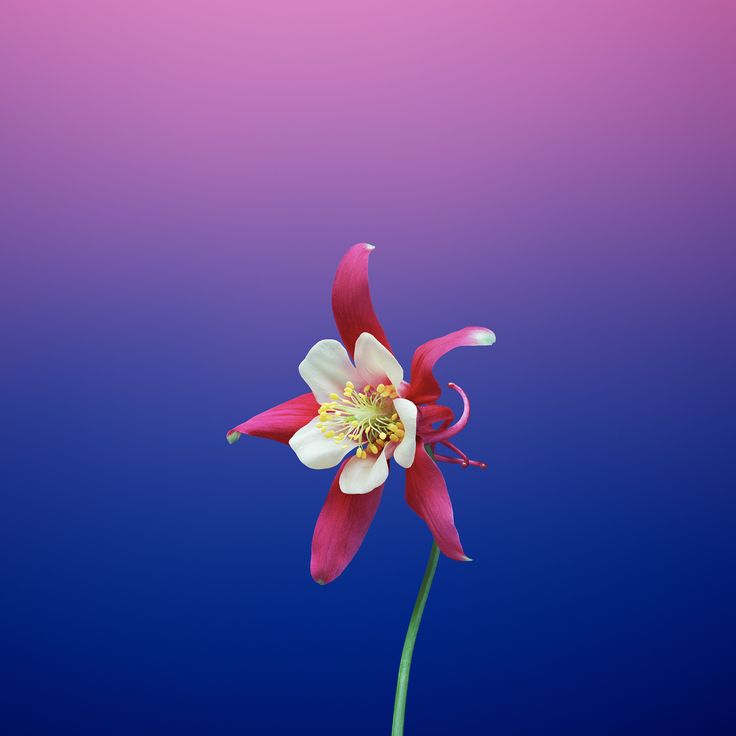 4K Iphone 11 Flowers Wallpapers