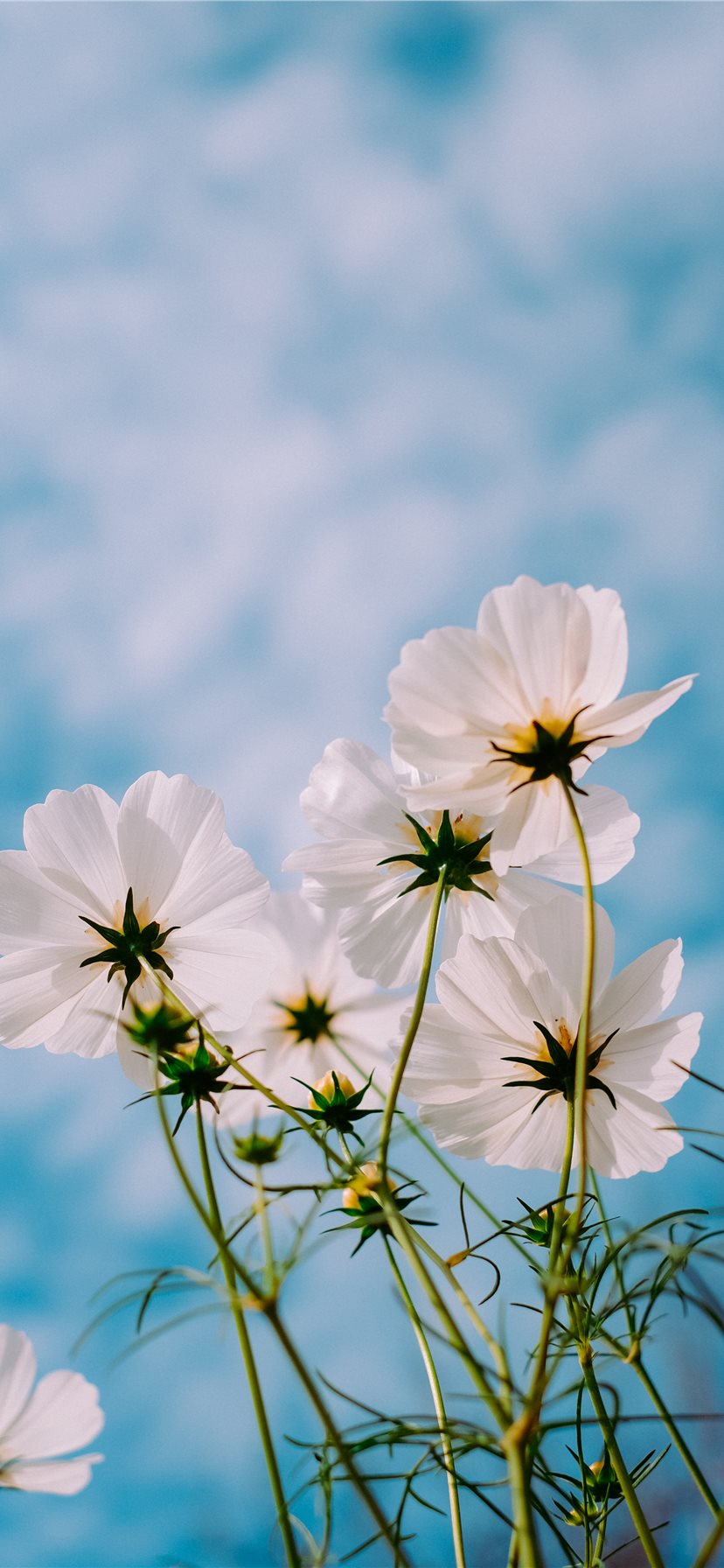 4K Iphone 11 Flowers Wallpapers