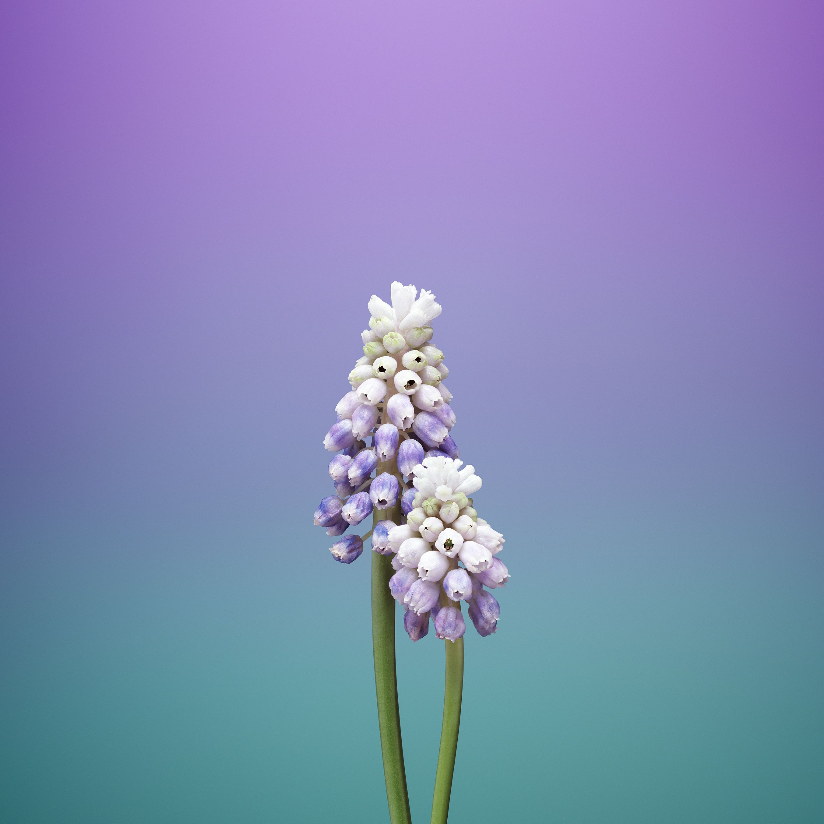 4K Iphone 11 Flowers Wallpapers