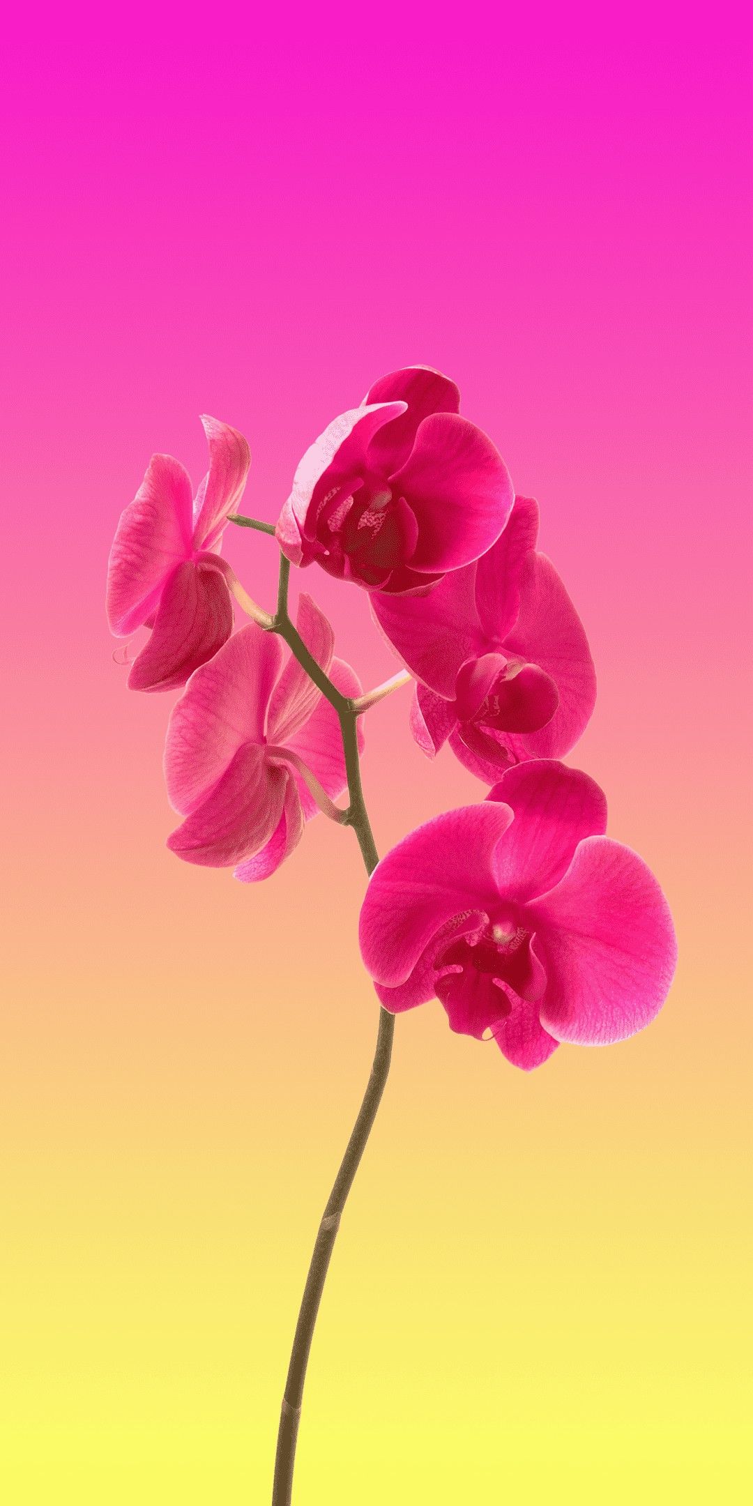 4K Iphone 12 Flowers Wallpapers