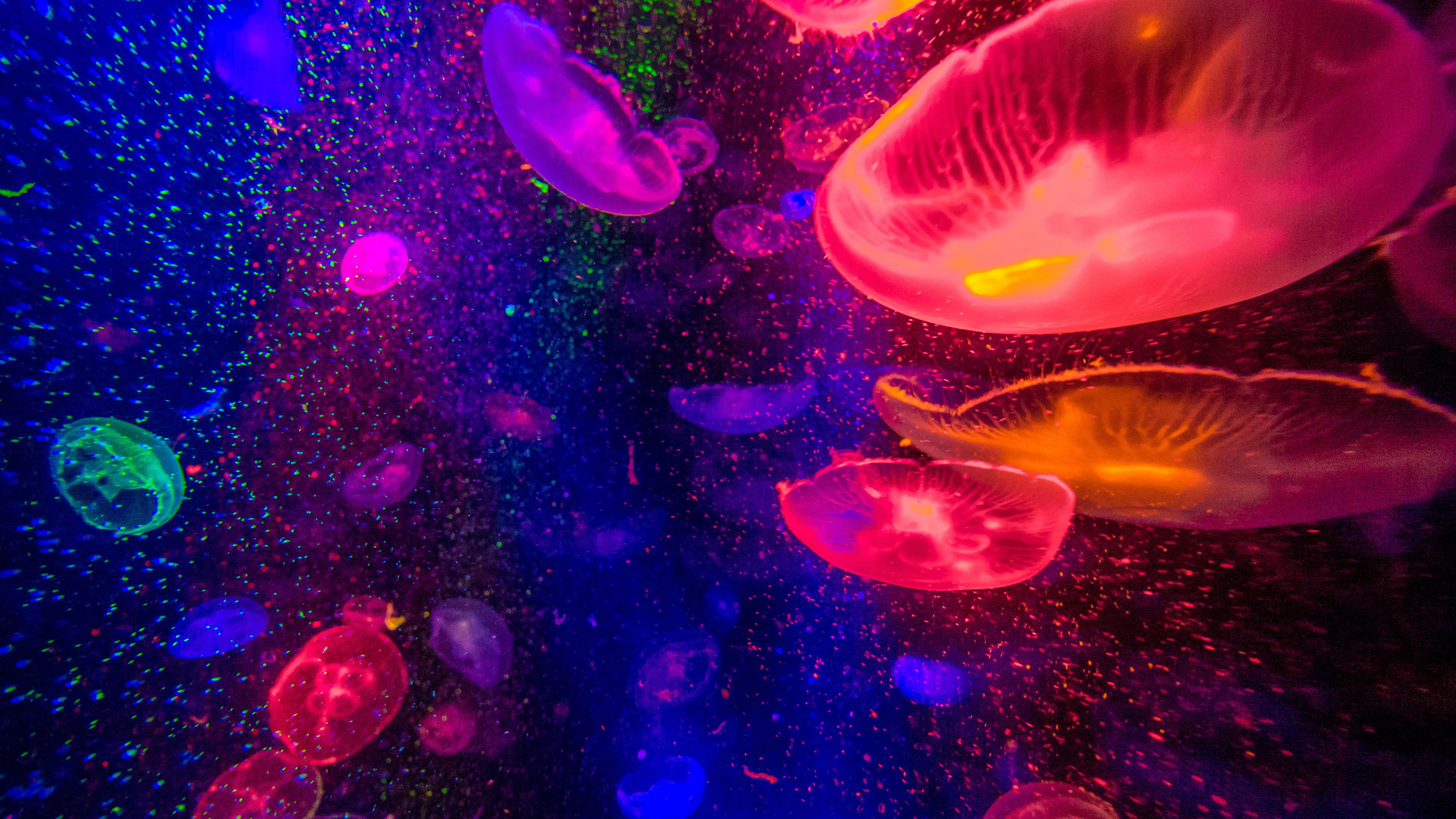 4K Jellyfish Wallpapers