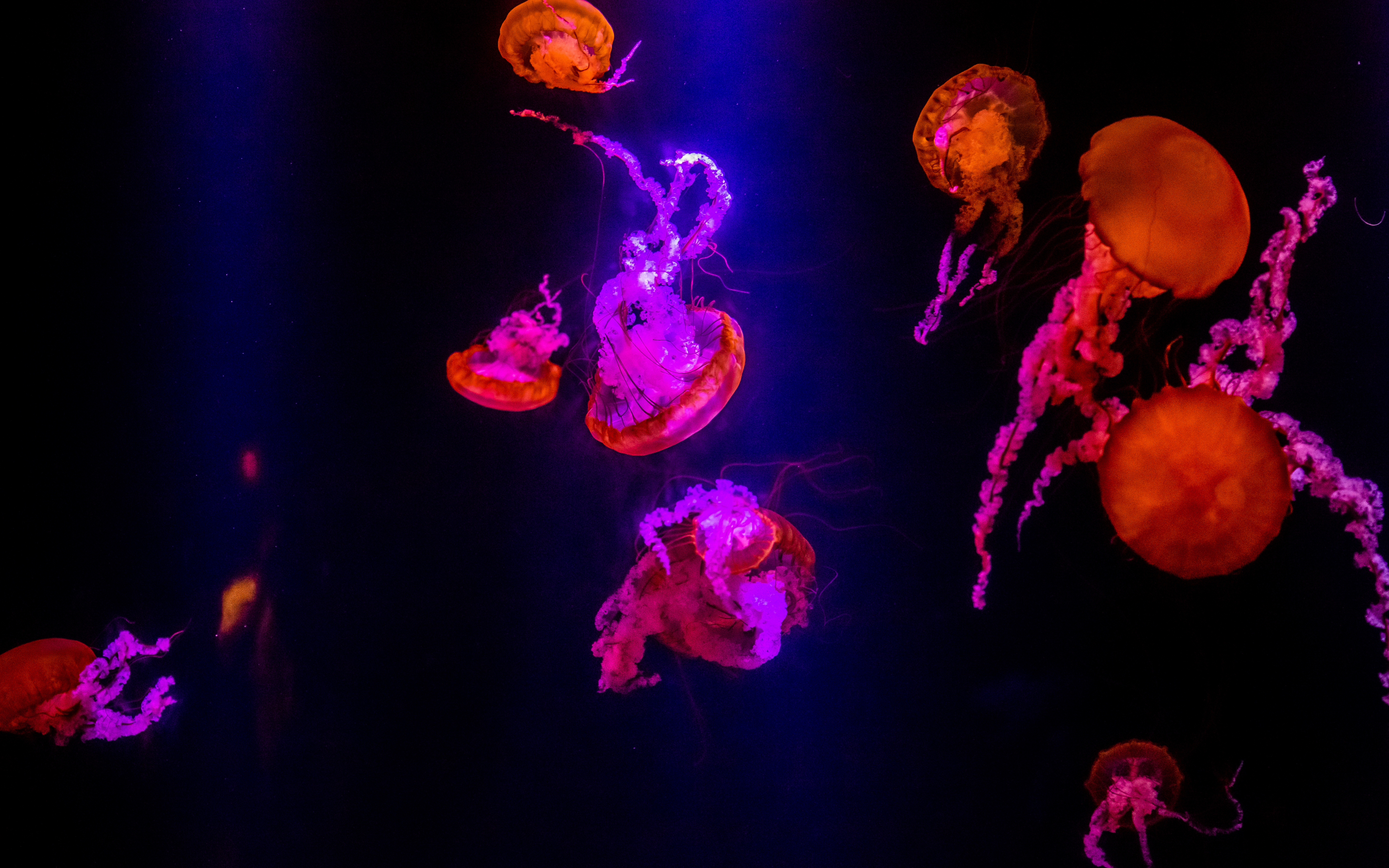 4K Jellyfish Wallpapers