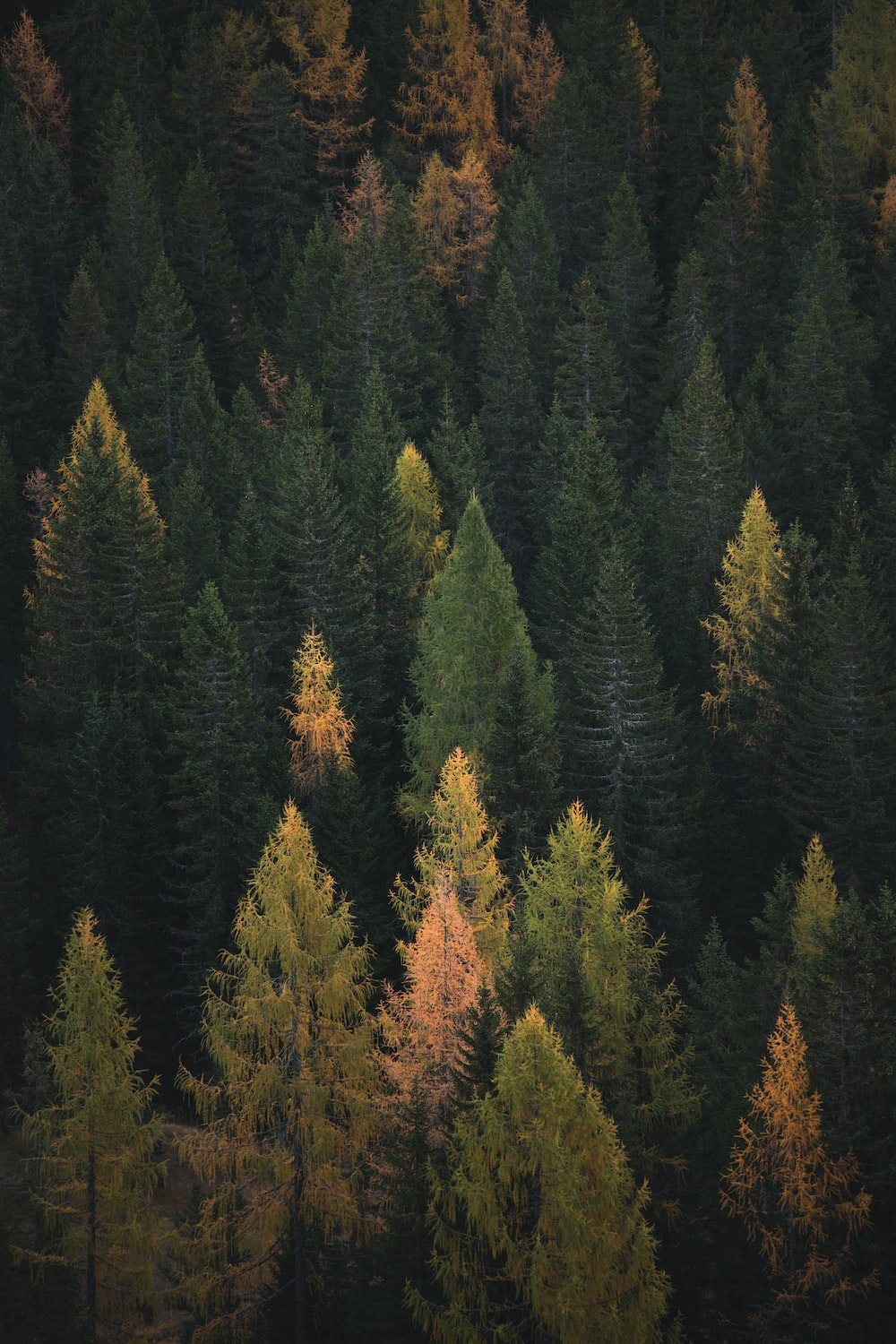 4K Phone Forest Wallpapers