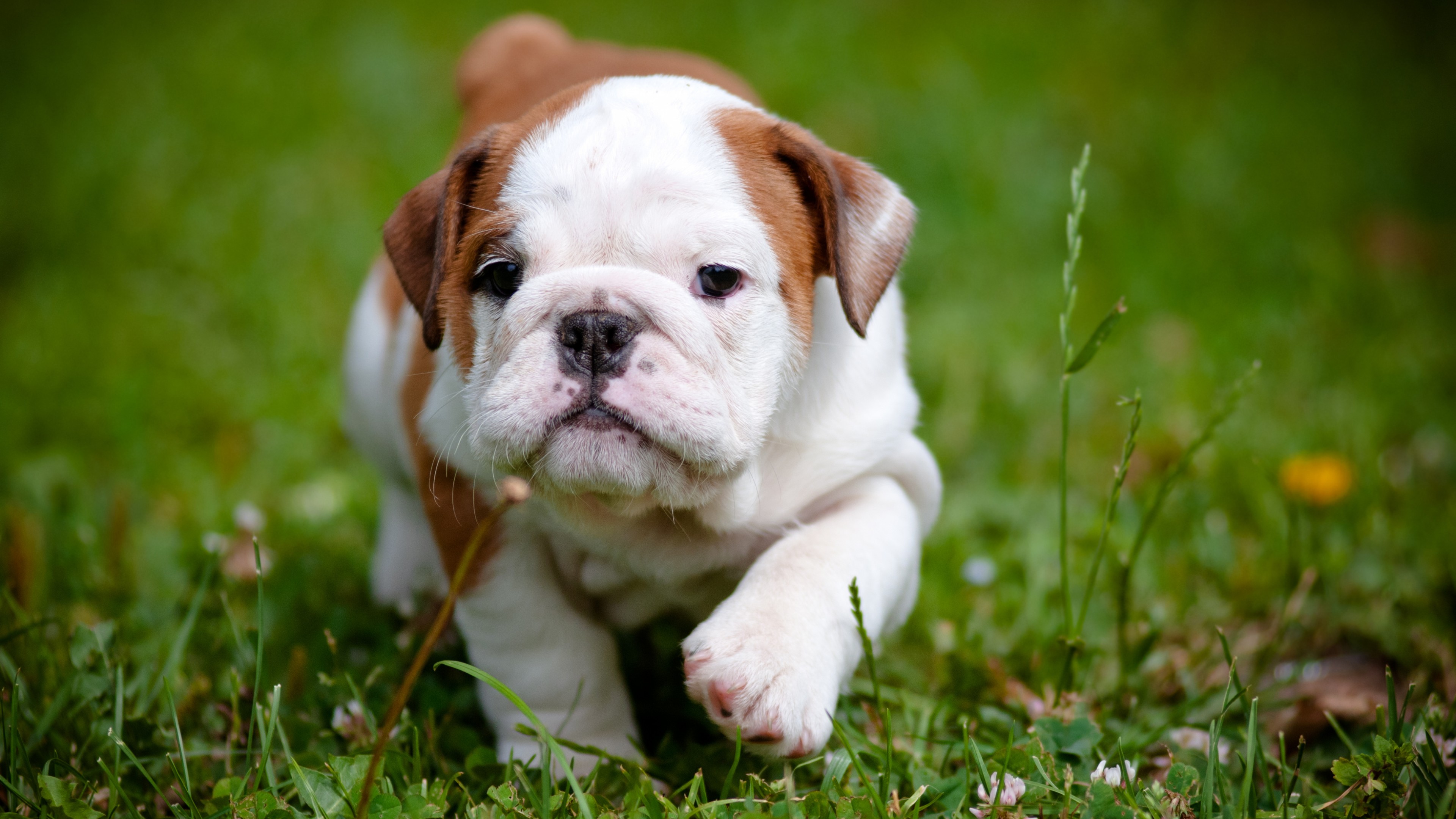 4K Puppy Wallpapers