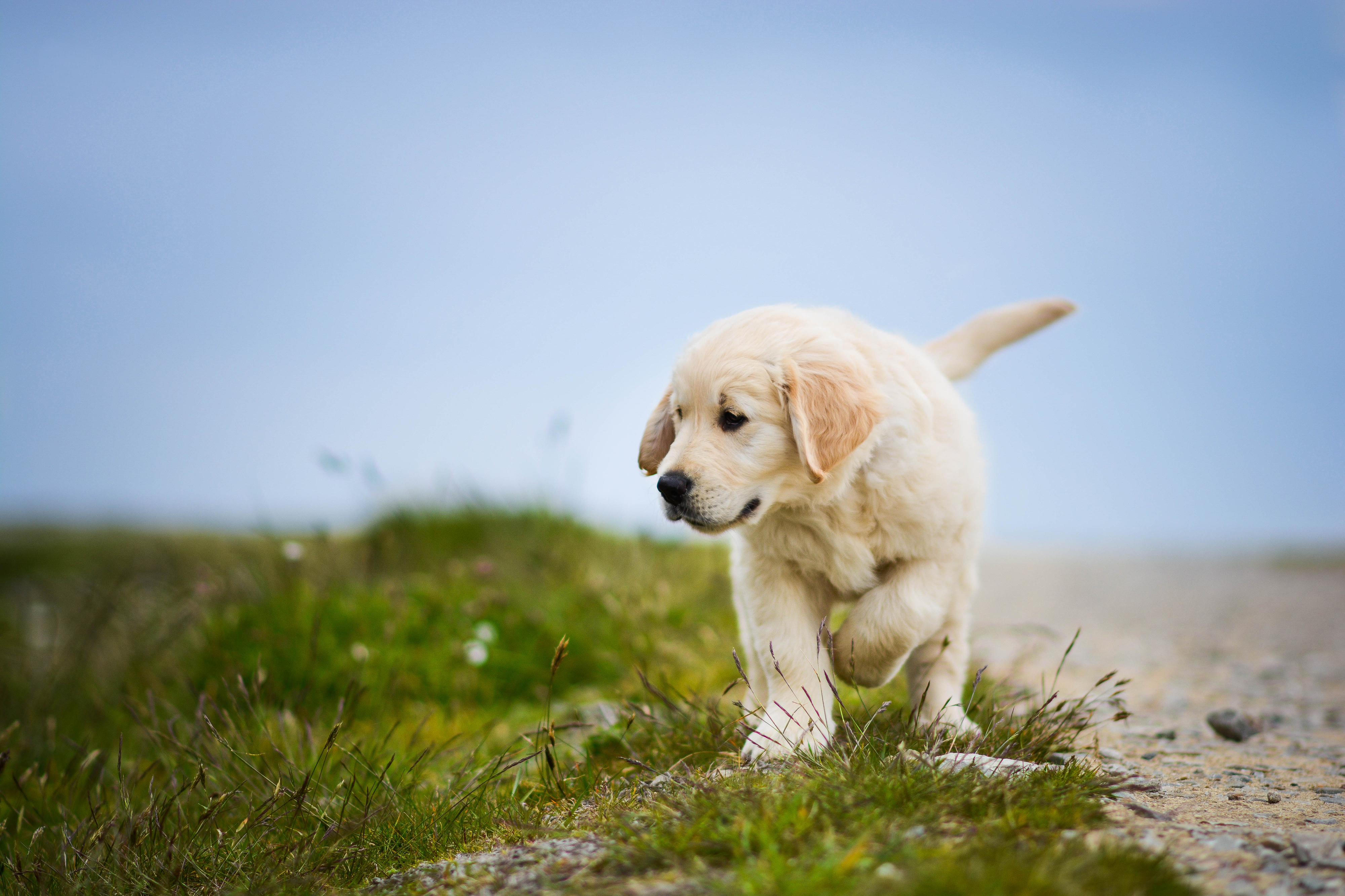 4K Puppy Wallpapers