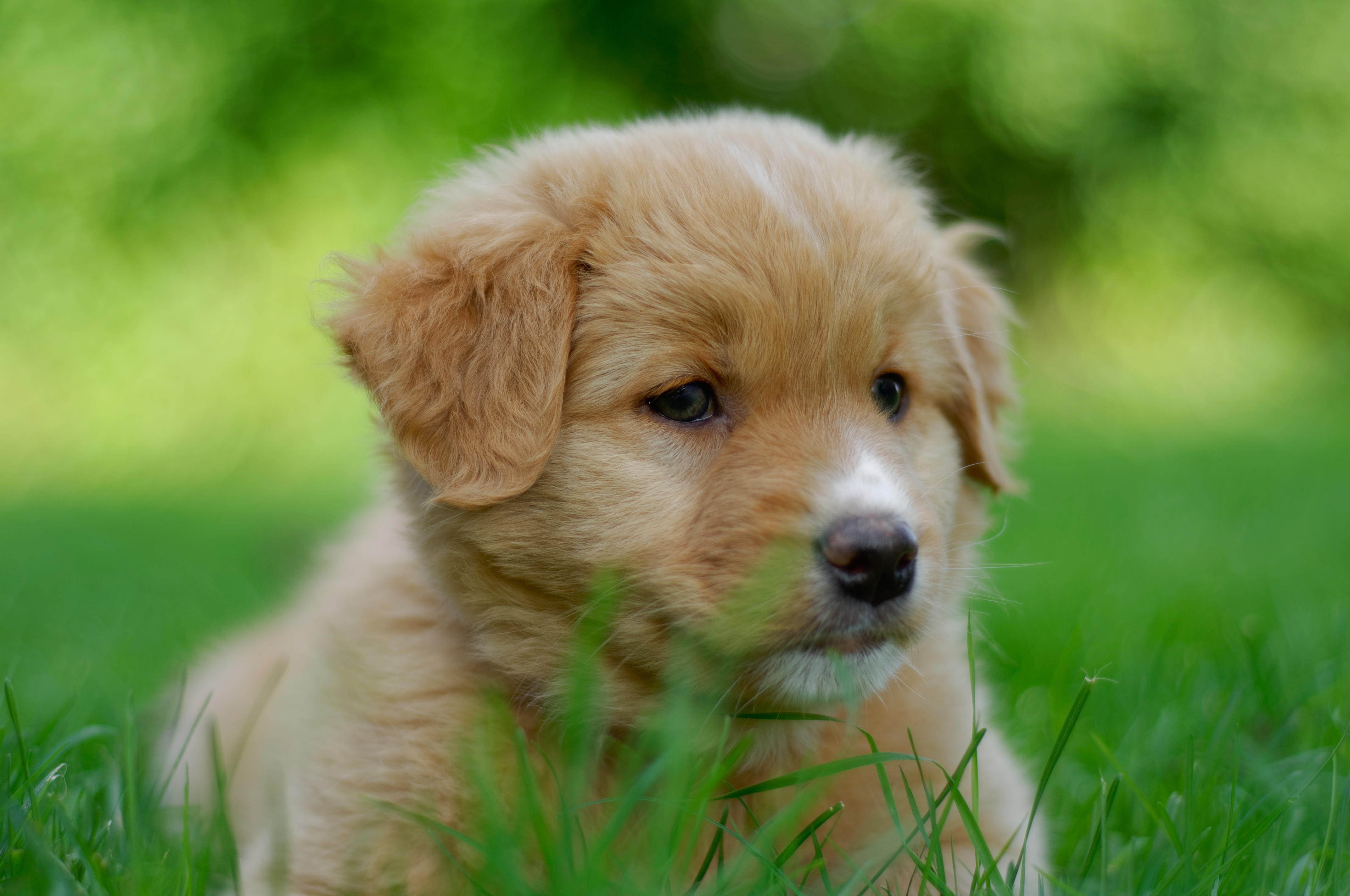 4K Puppy Wallpapers