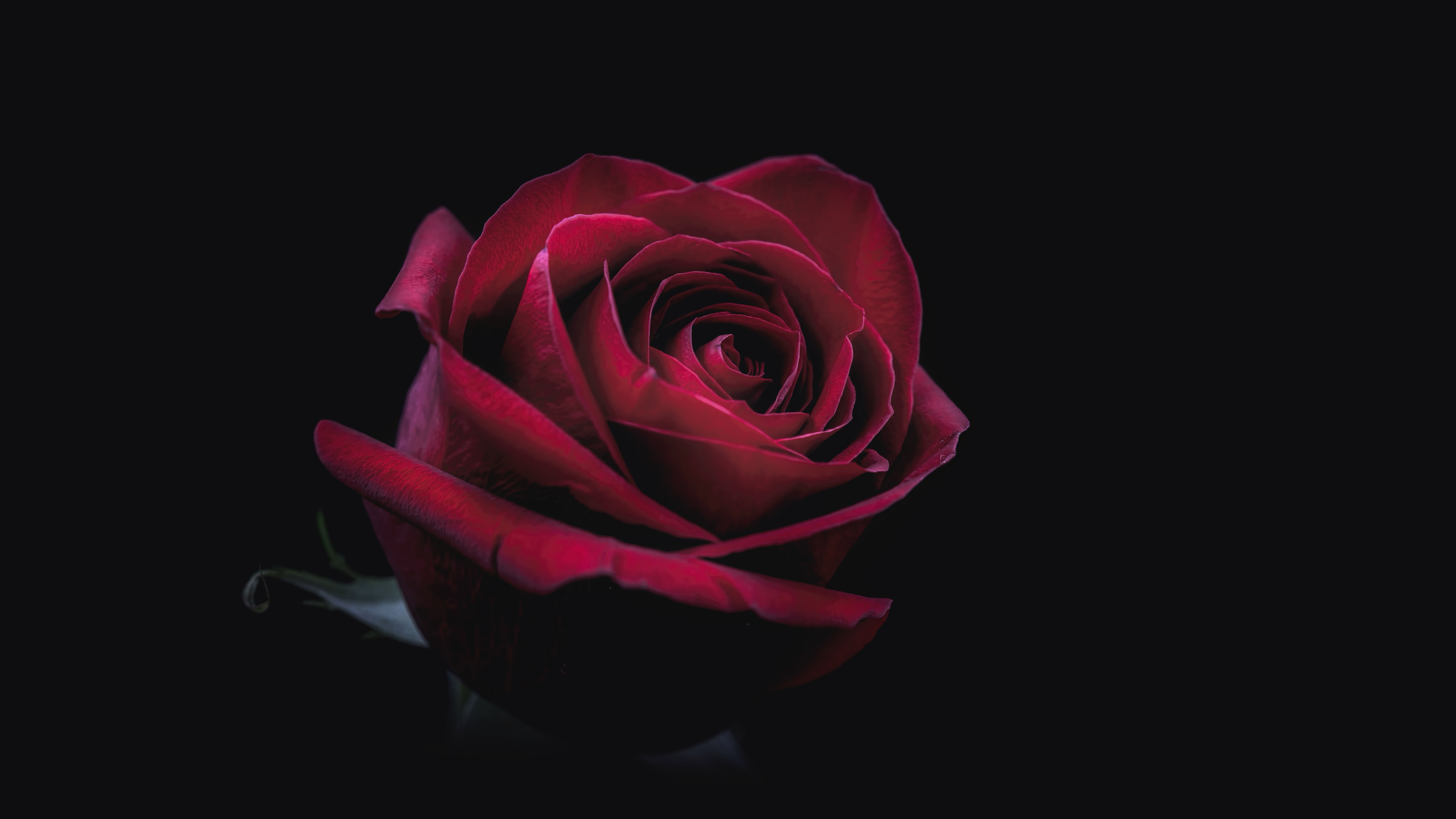 4K Rose Wallpapers