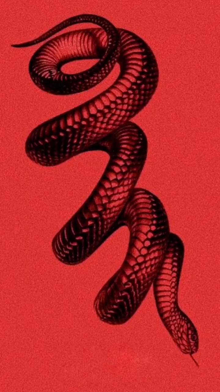 4K Snake Wallpapers