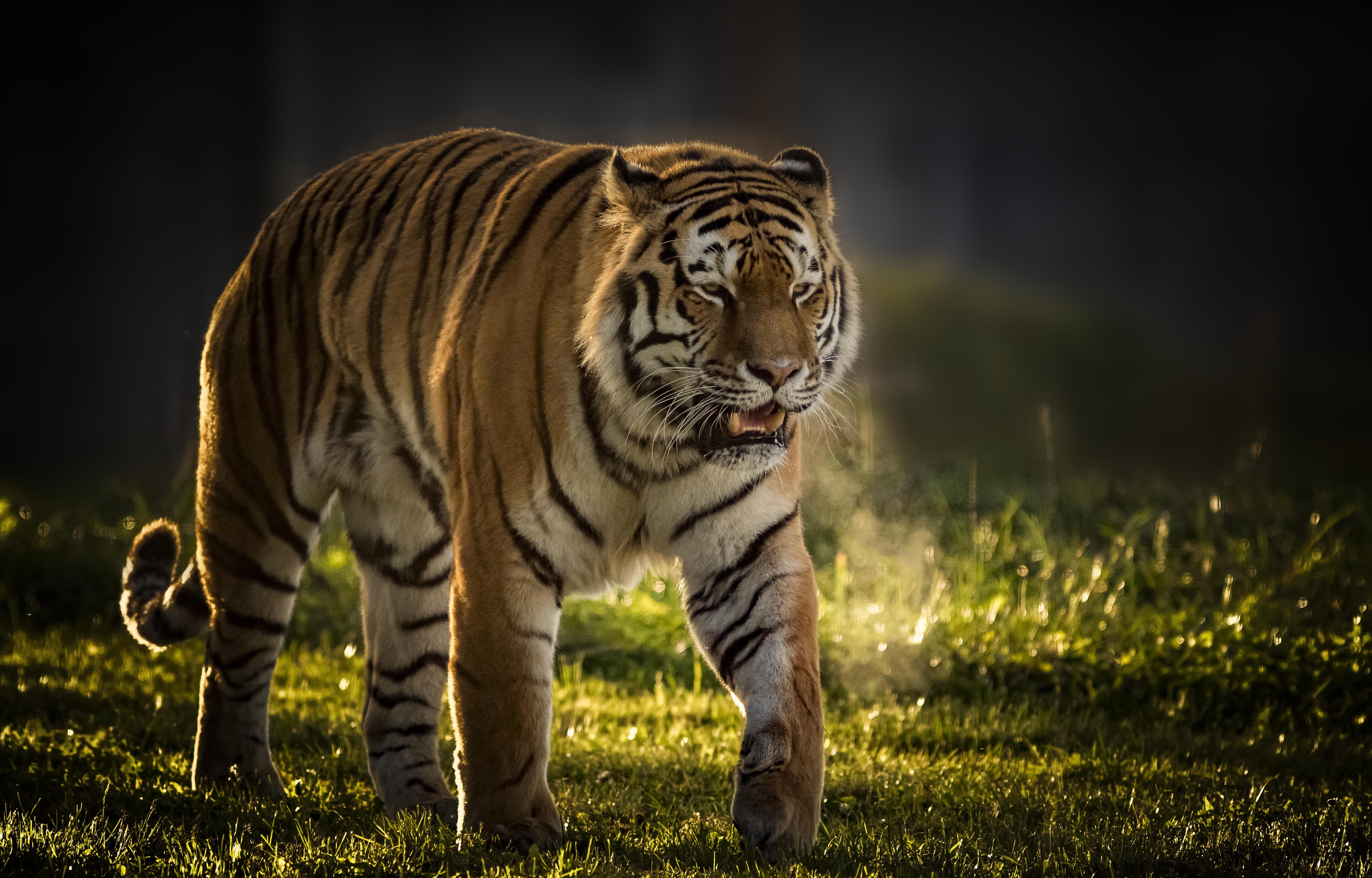 4K Tiger Wallpapers