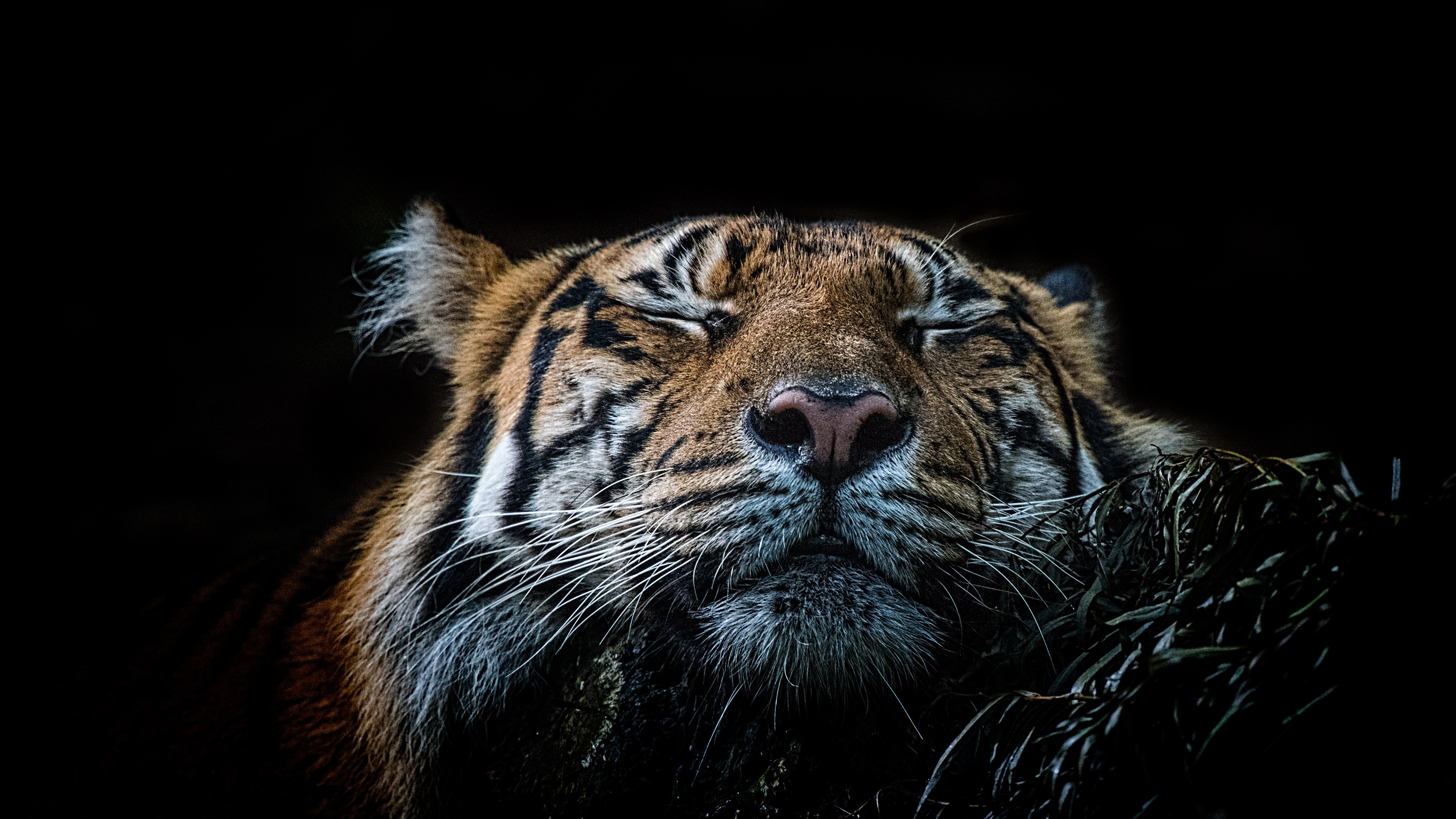 4K Tiger Wallpapers