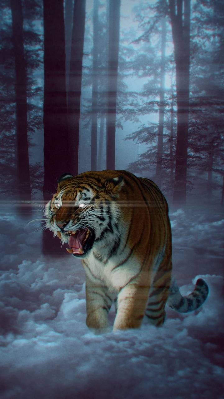 4K Tiger Wallpapers