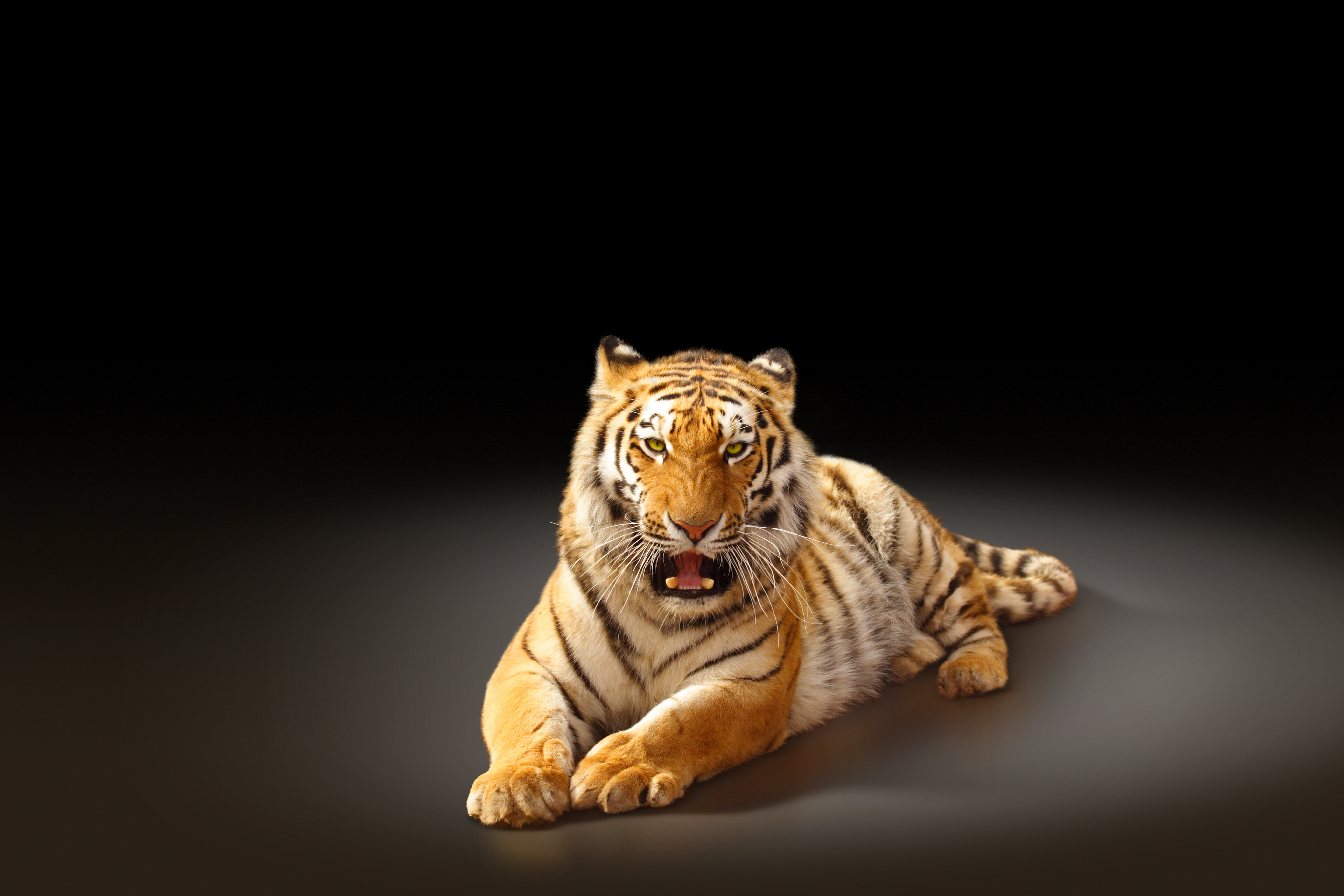 4K Tiger Wallpapers