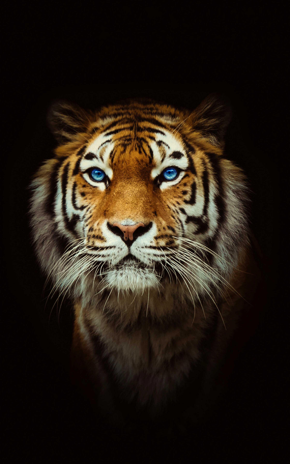 4K Tiger Wallpapers