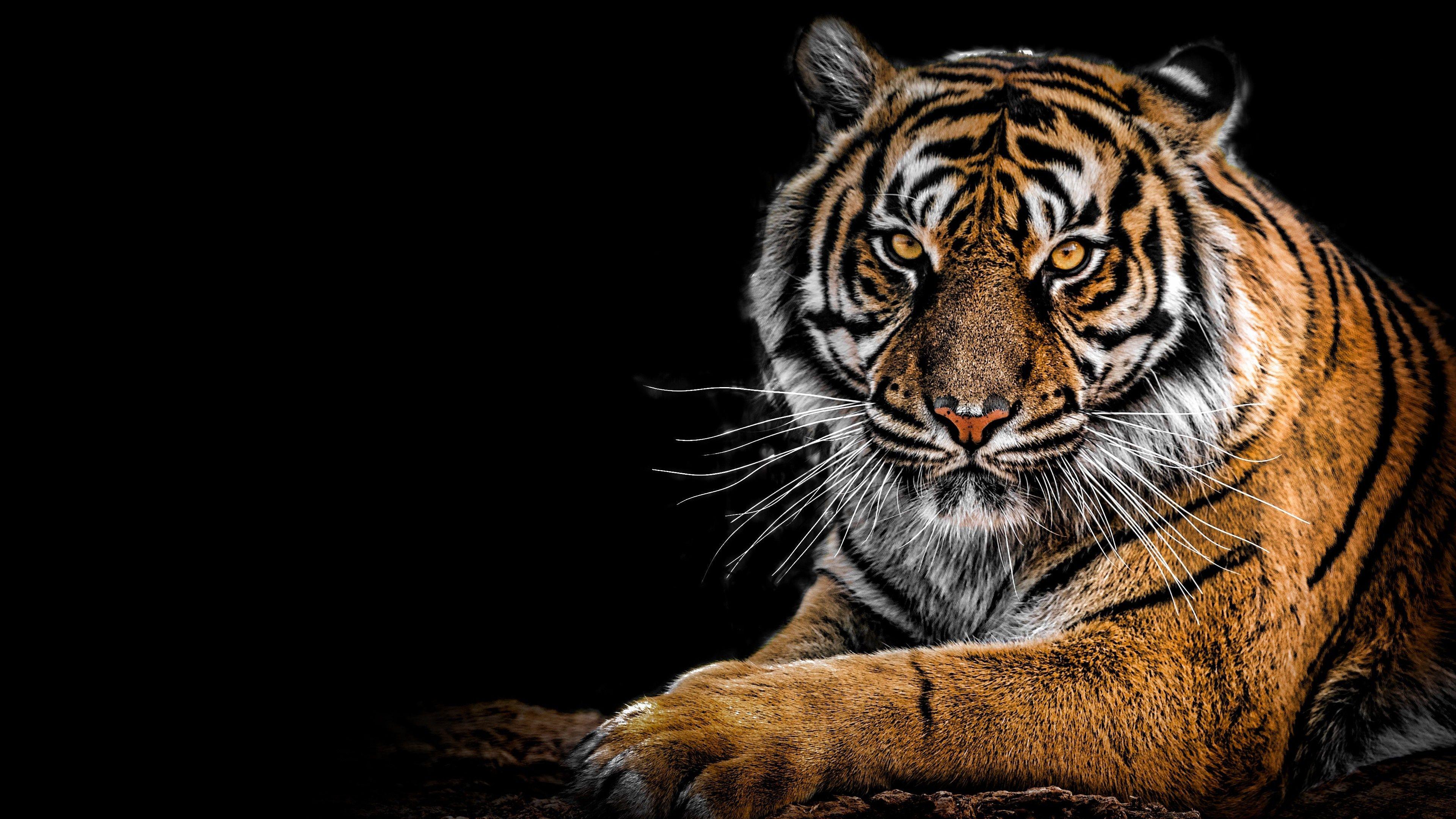 4K Tiger Wallpapers