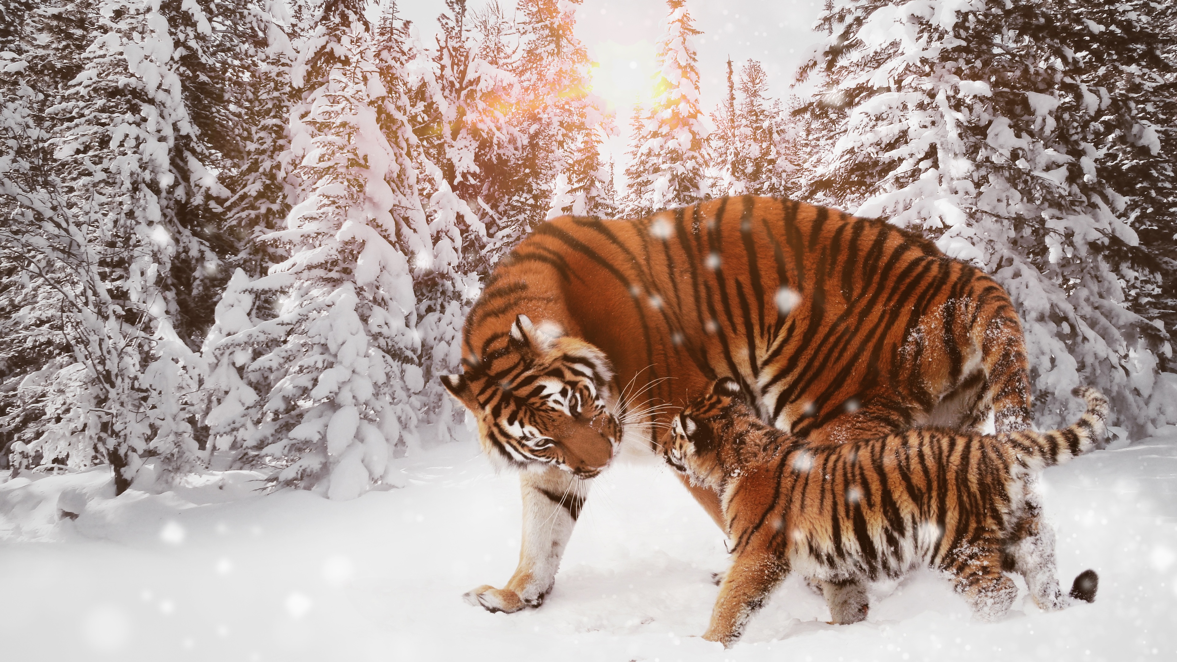 4K Tiger Wallpapers