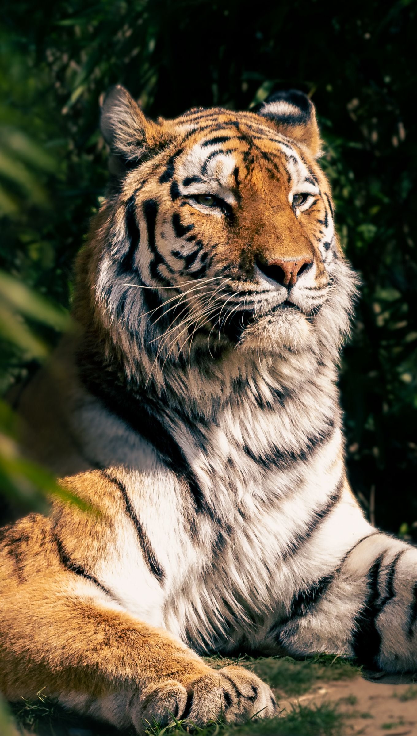 4K Tiger Wallpapers