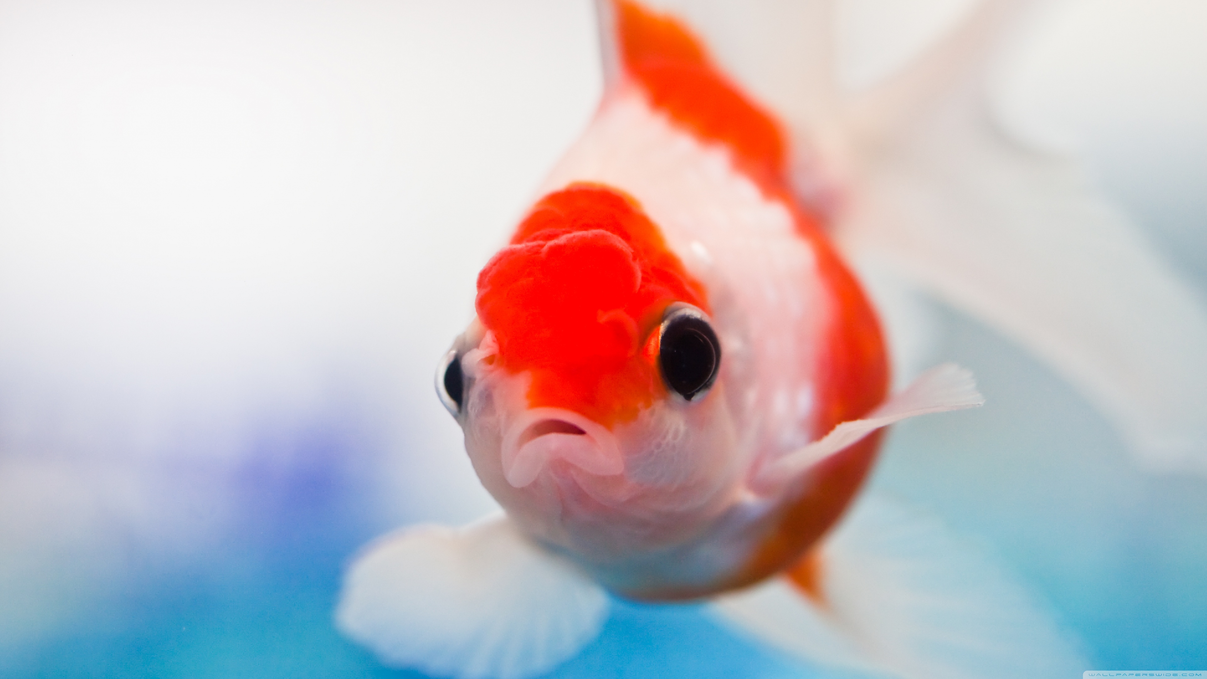 4K Ultra Hd Fish Wallpapers