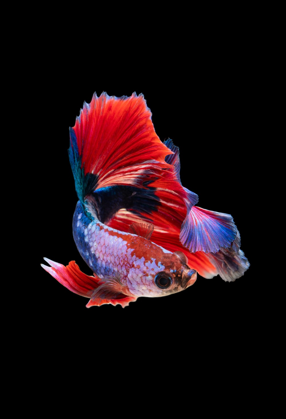 4K Ultra Hd Fish Wallpapers